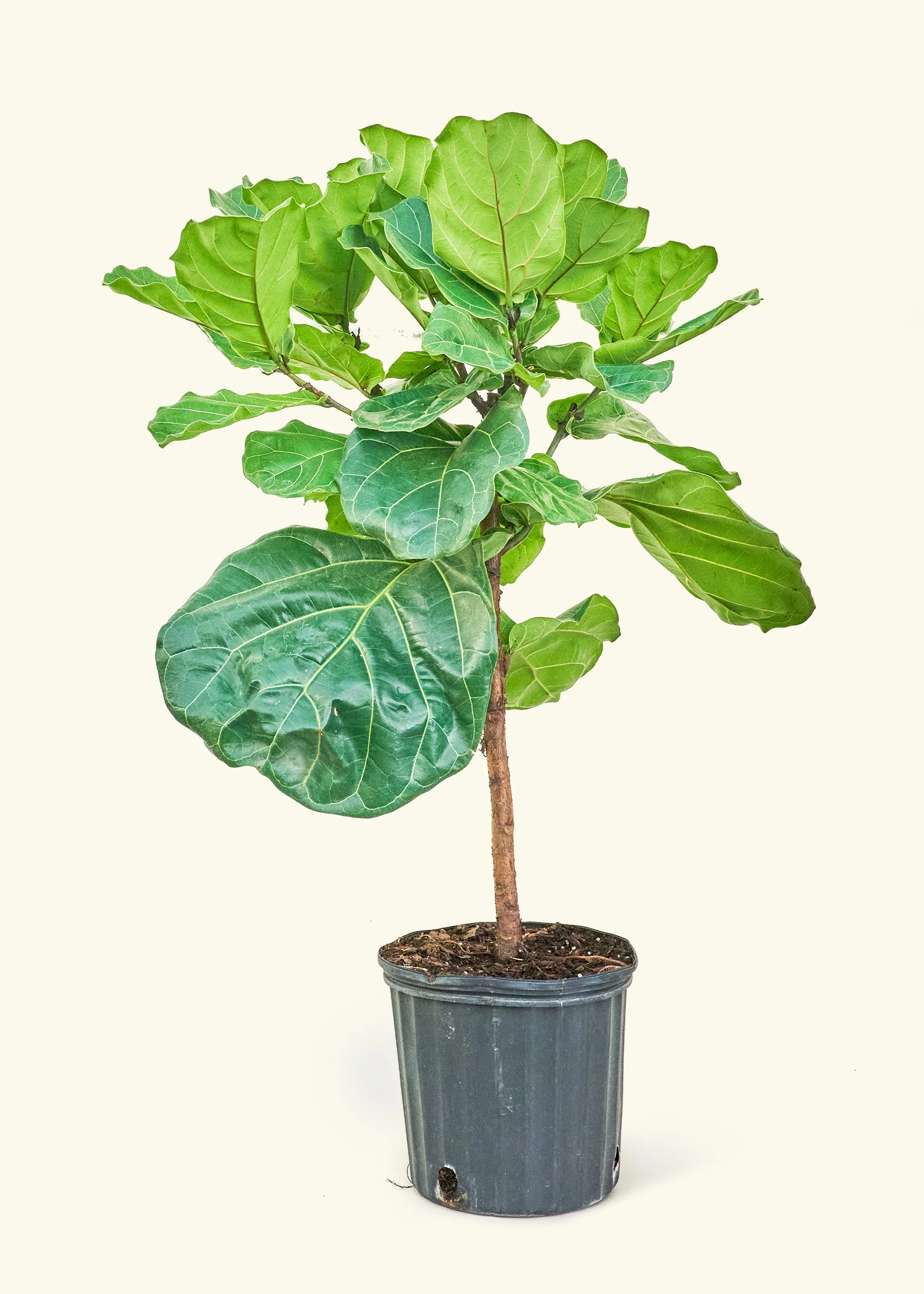 Fiddle Leaf Fig - Image 15