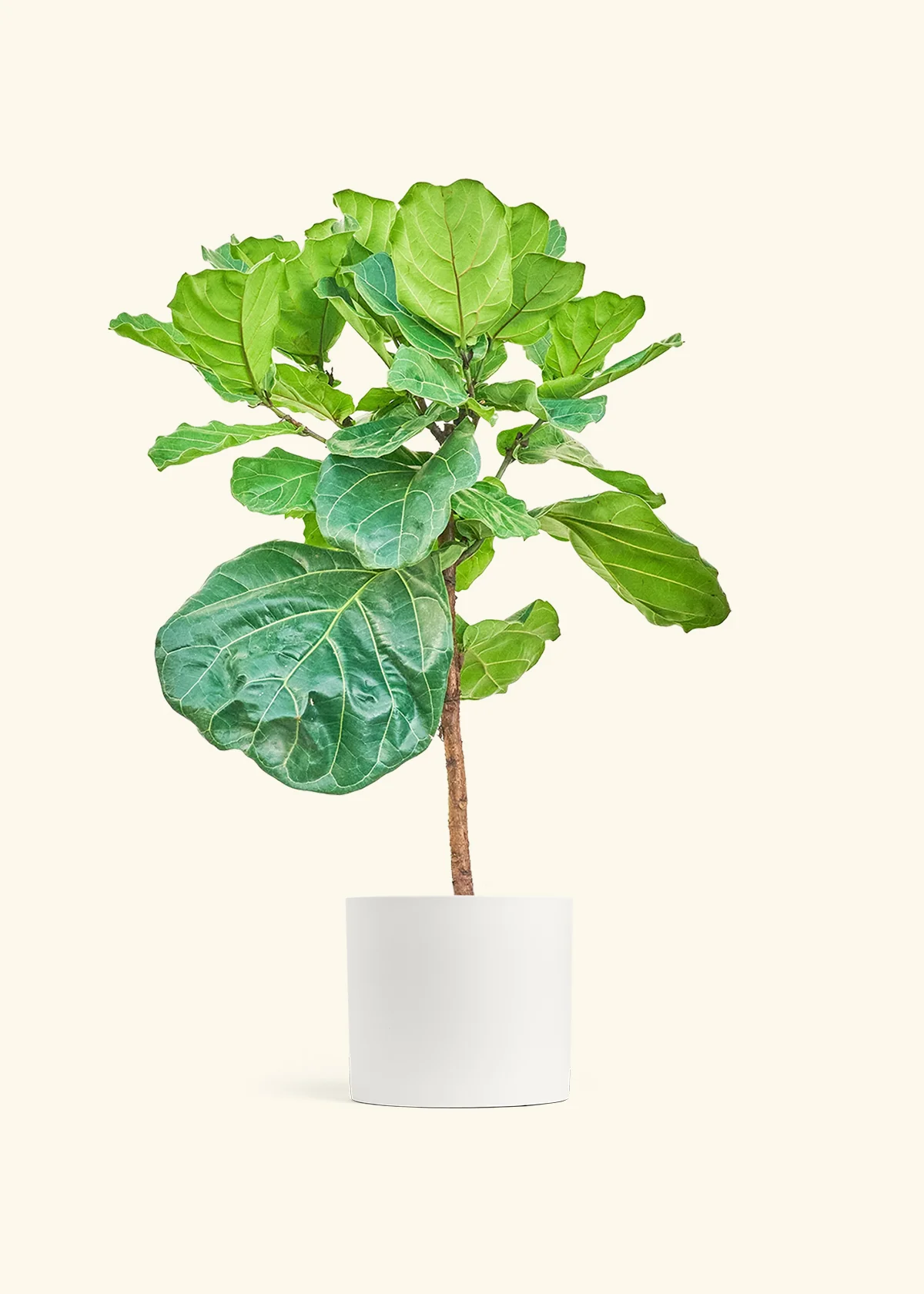 Fiddle Leaf Fig - Image 16