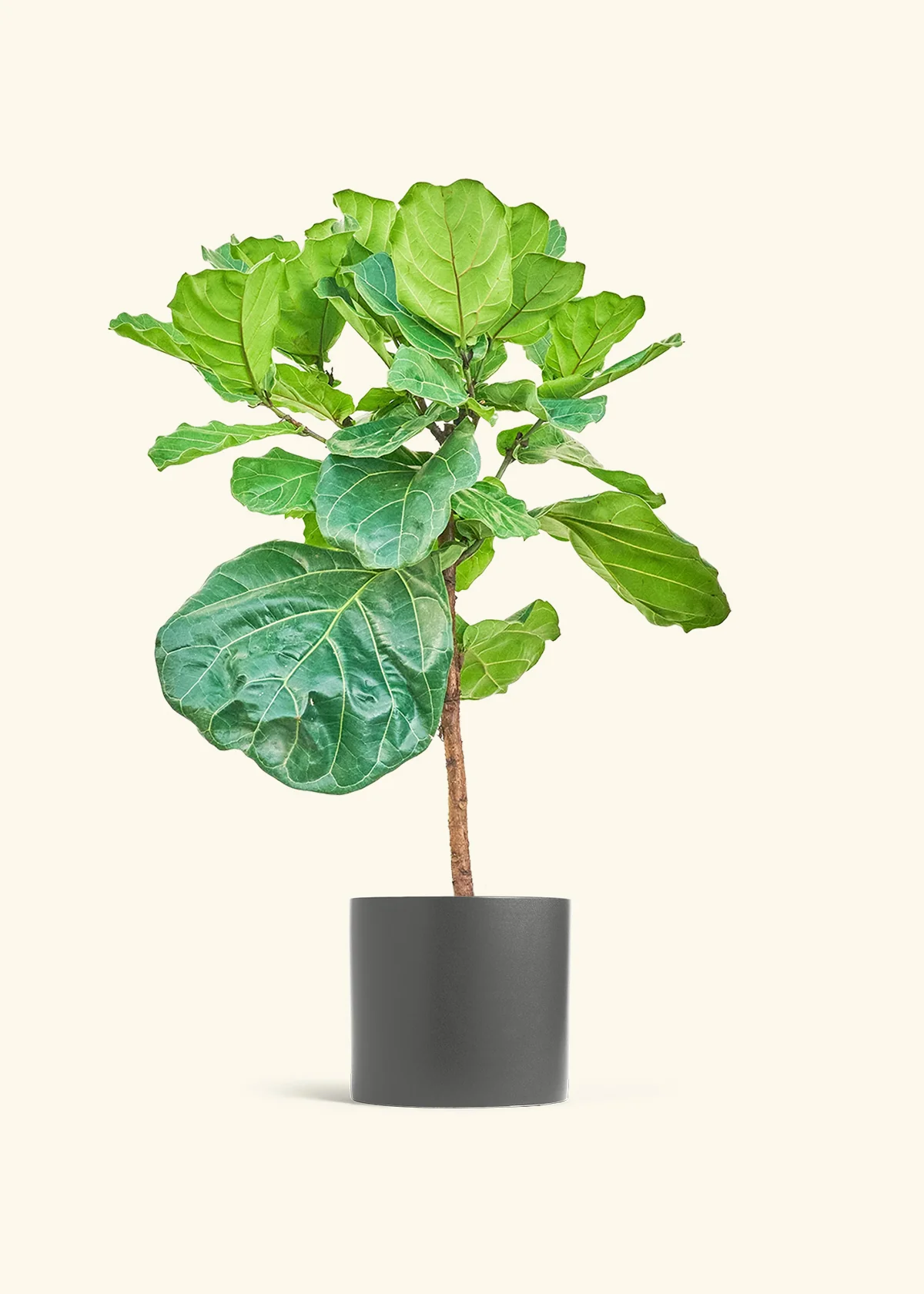 Fiddle Leaf Fig - Image 18
