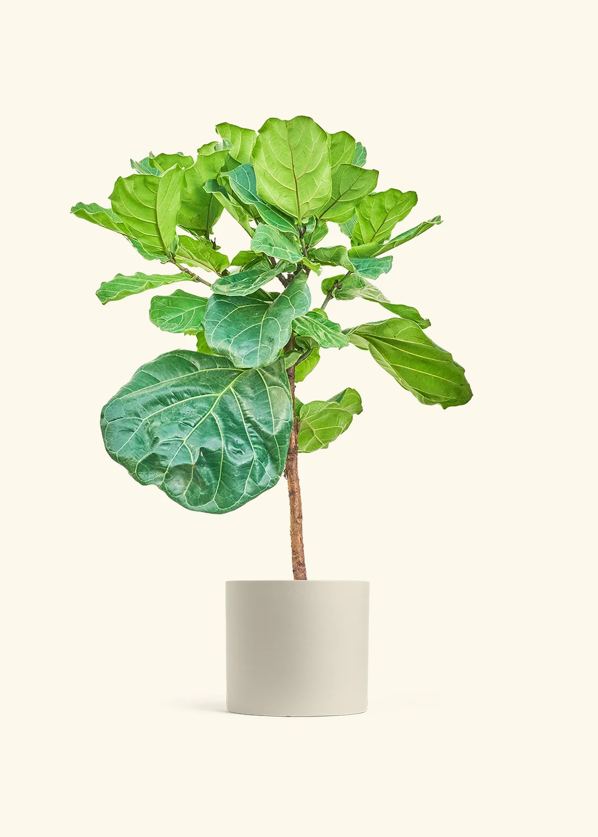 Fiddle Leaf Fig - Image 19