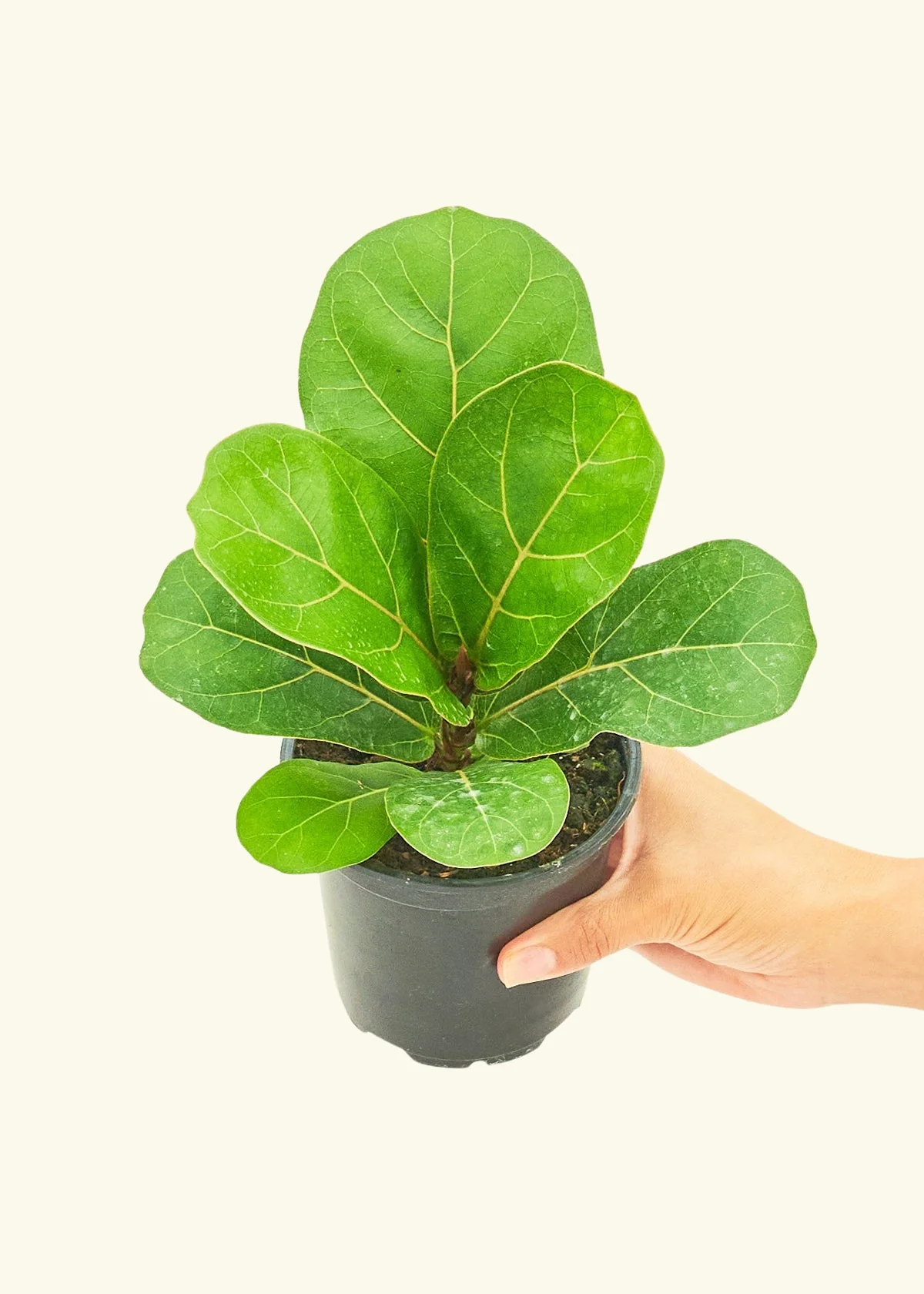 Fiddle Leaf Fig - Image 3