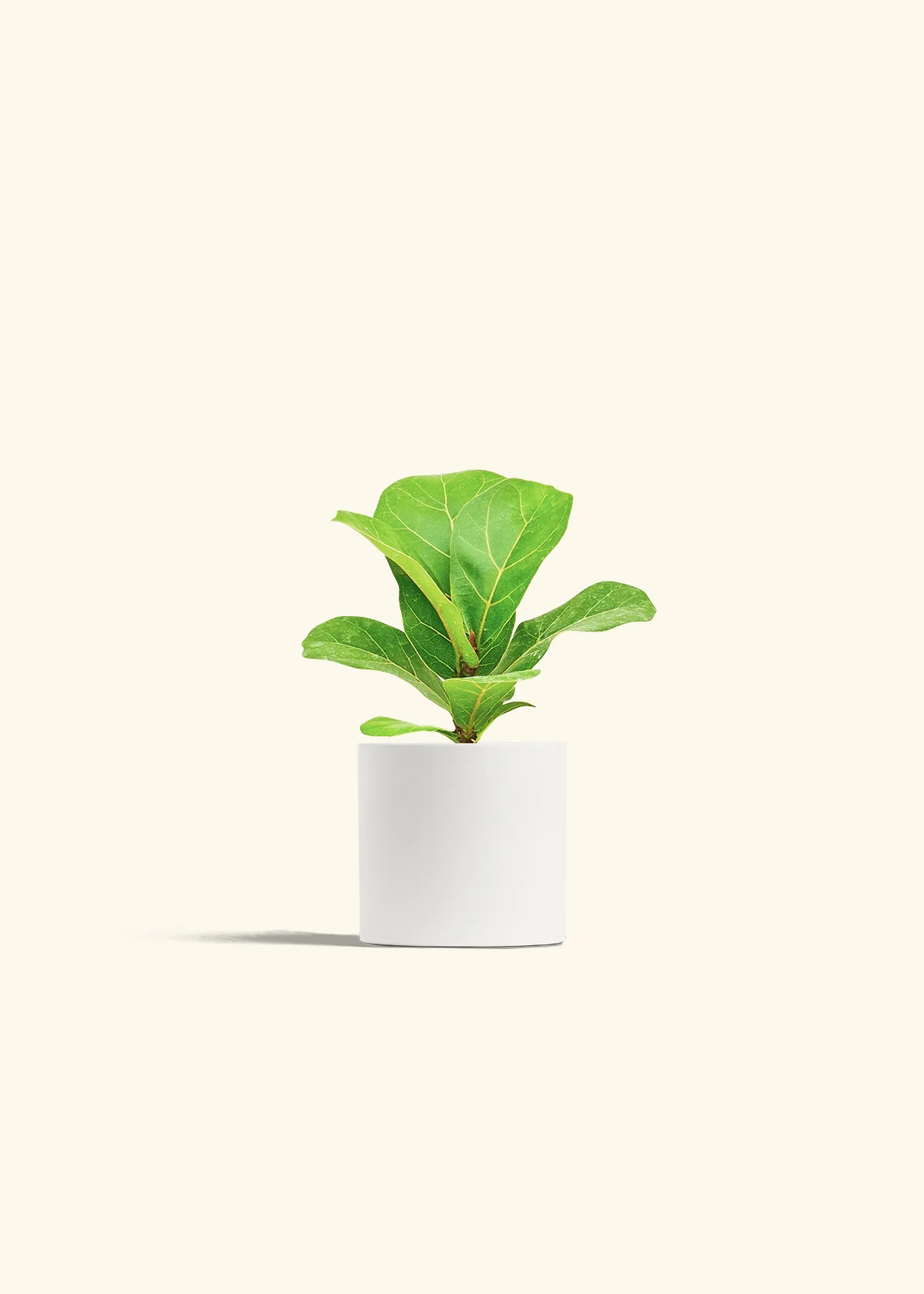 Fiddle Leaf Fig - Image 4
