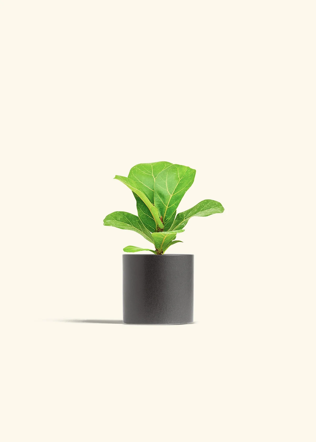 Fiddle Leaf Fig - Image 6