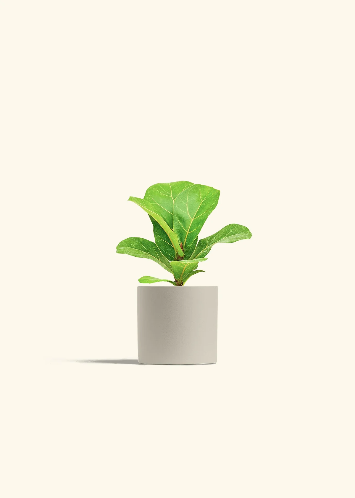 Fiddle Leaf Fig - Image 7