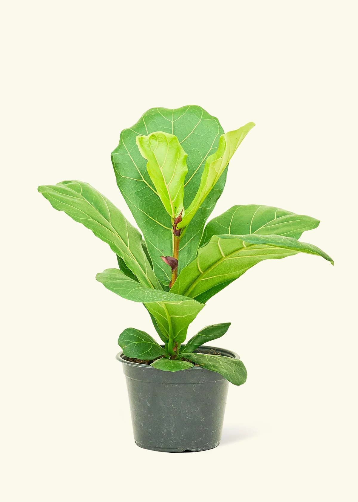 Fiddle Leaf Fig - Image 8
