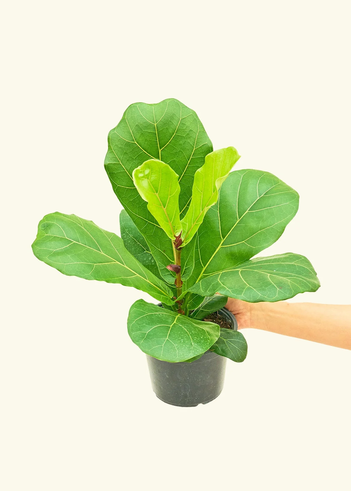 Fiddle Leaf Fig - Image 9