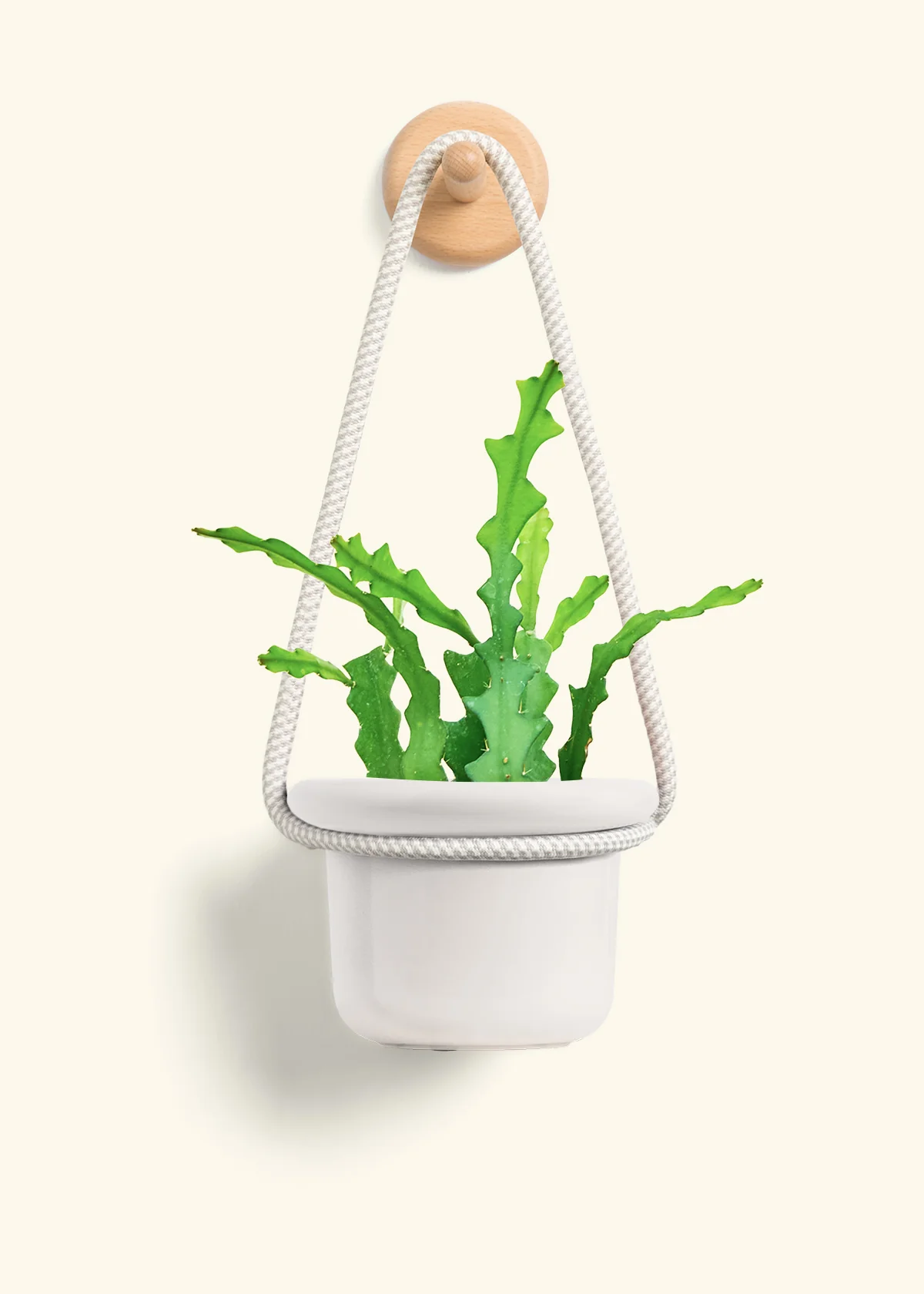 Fishbone Cactus - Image 10