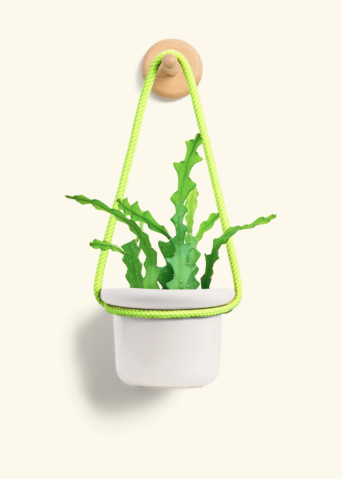 Fishbone Cactus - Image 11
