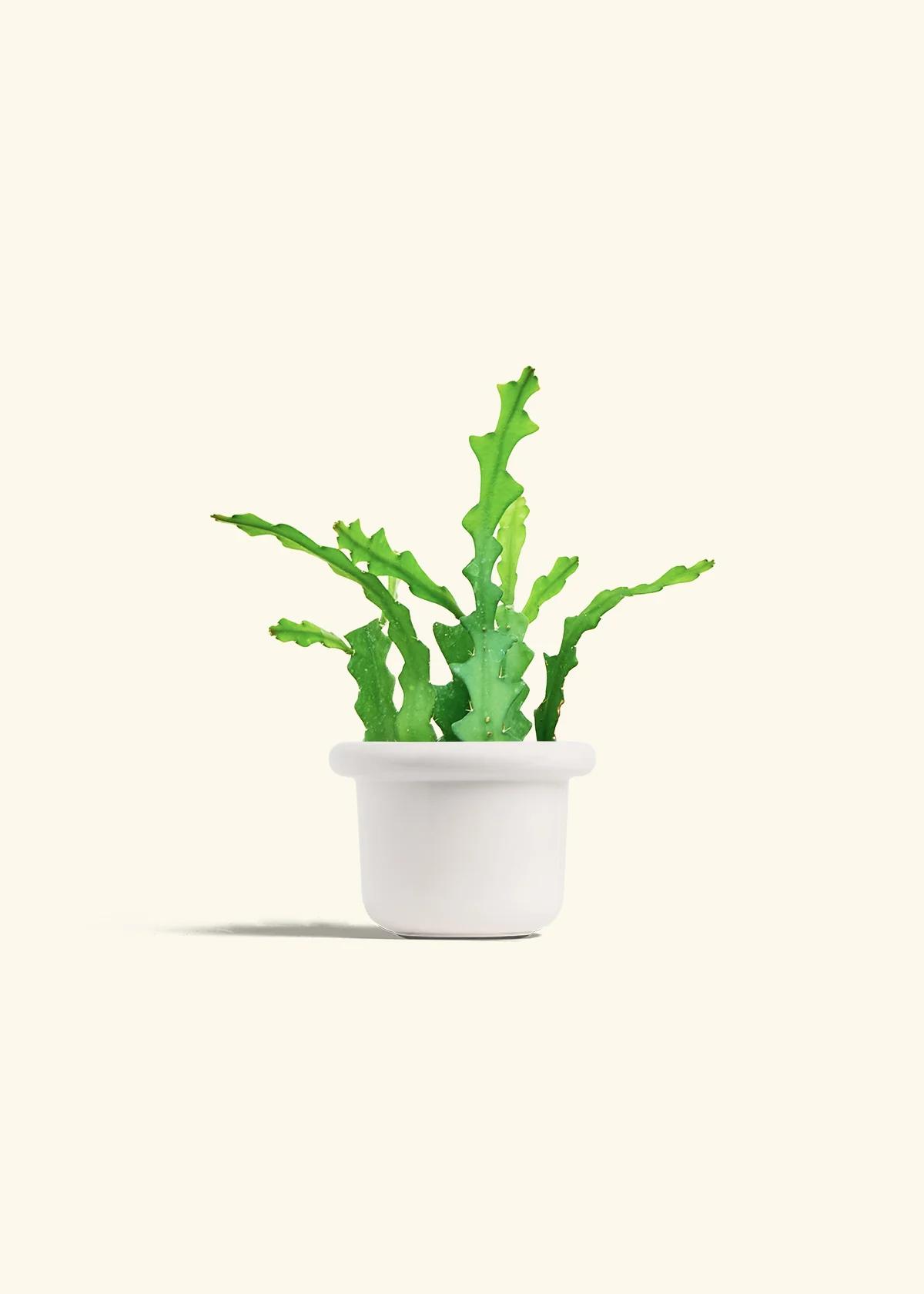 Fishbone Cactus - Image 12