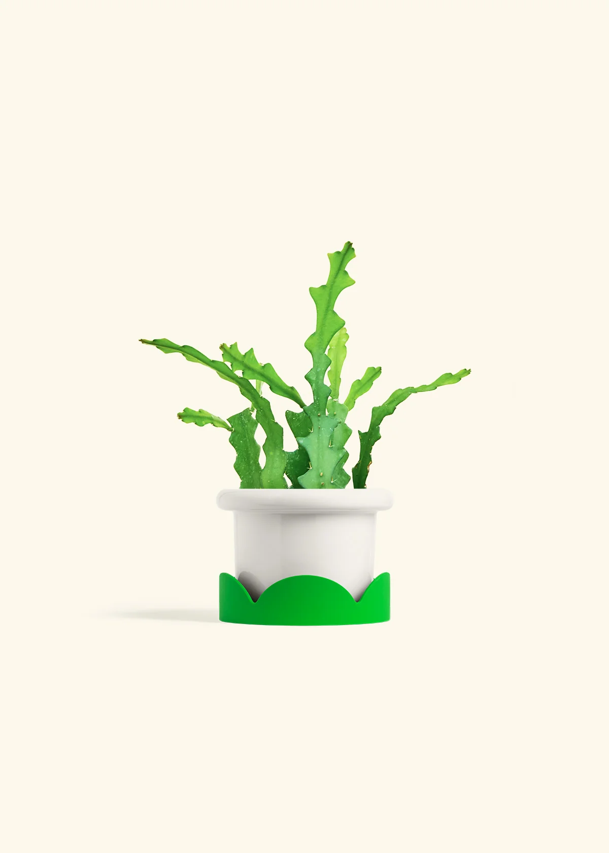 Fishbone Cactus - Image 13