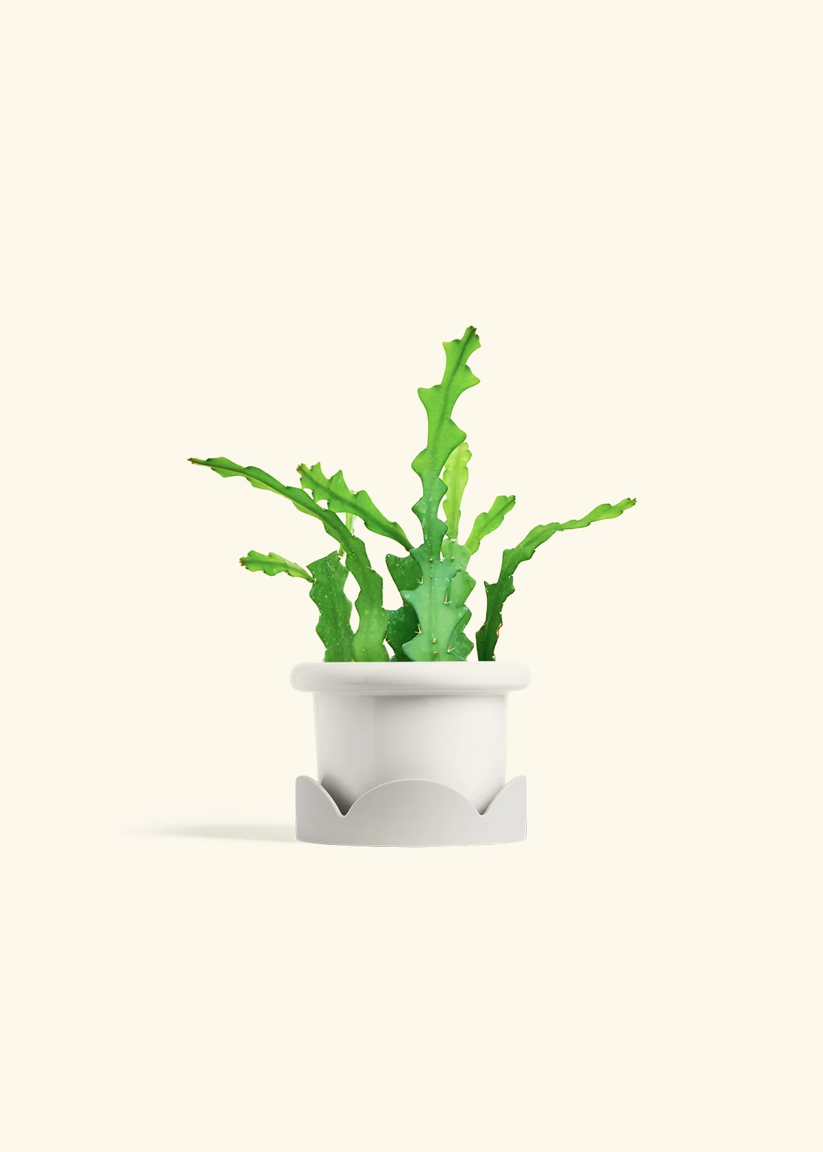 Fishbone Cactus - Image 14