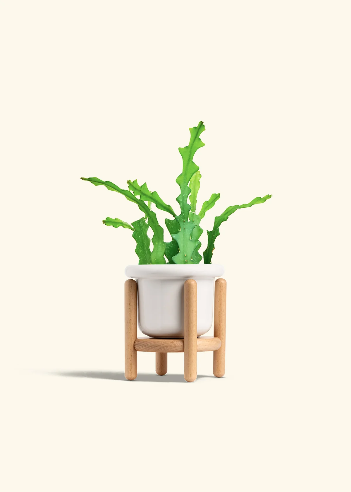 Fishbone Cactus - Image 15