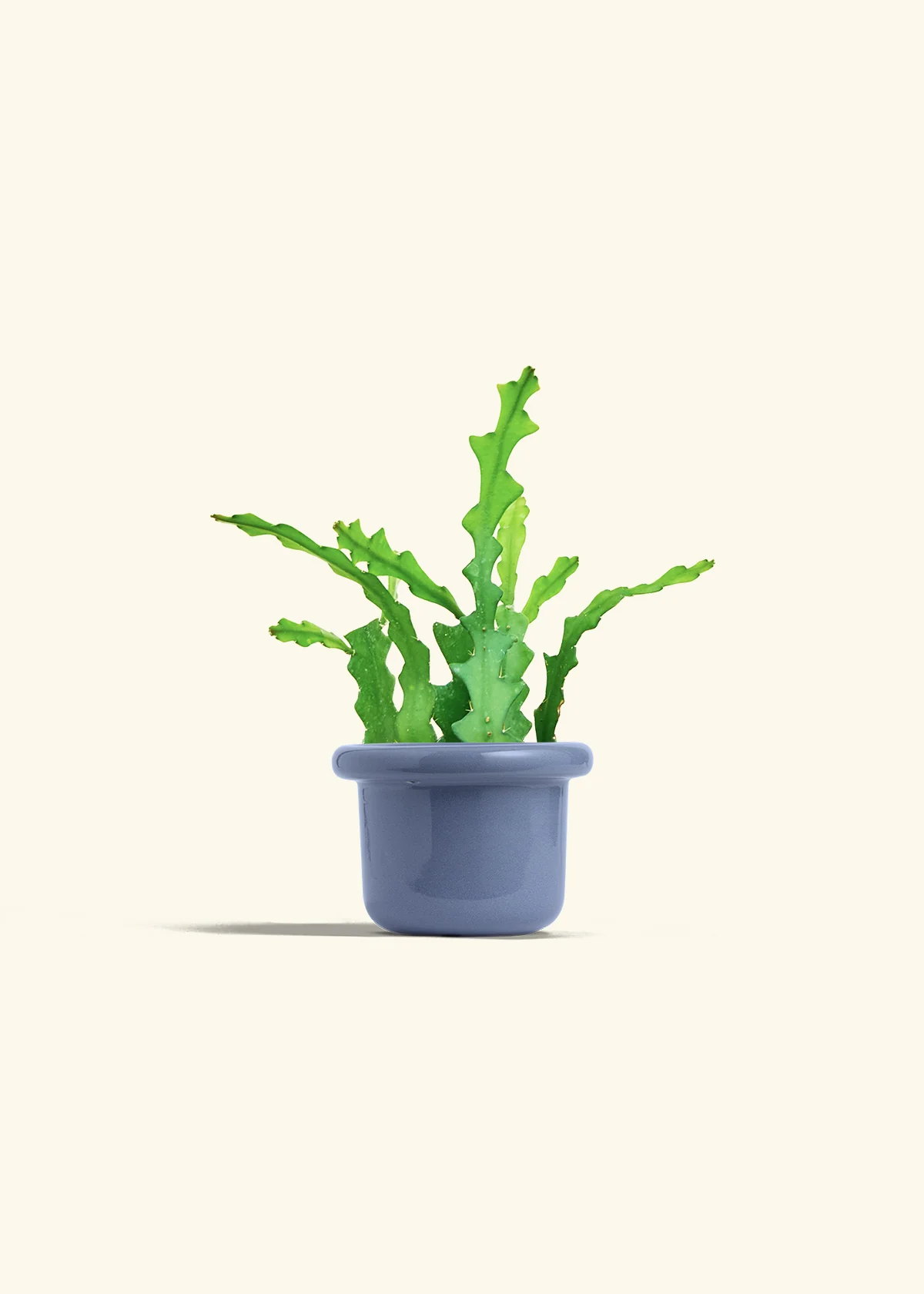 Fishbone Cactus - Image 16