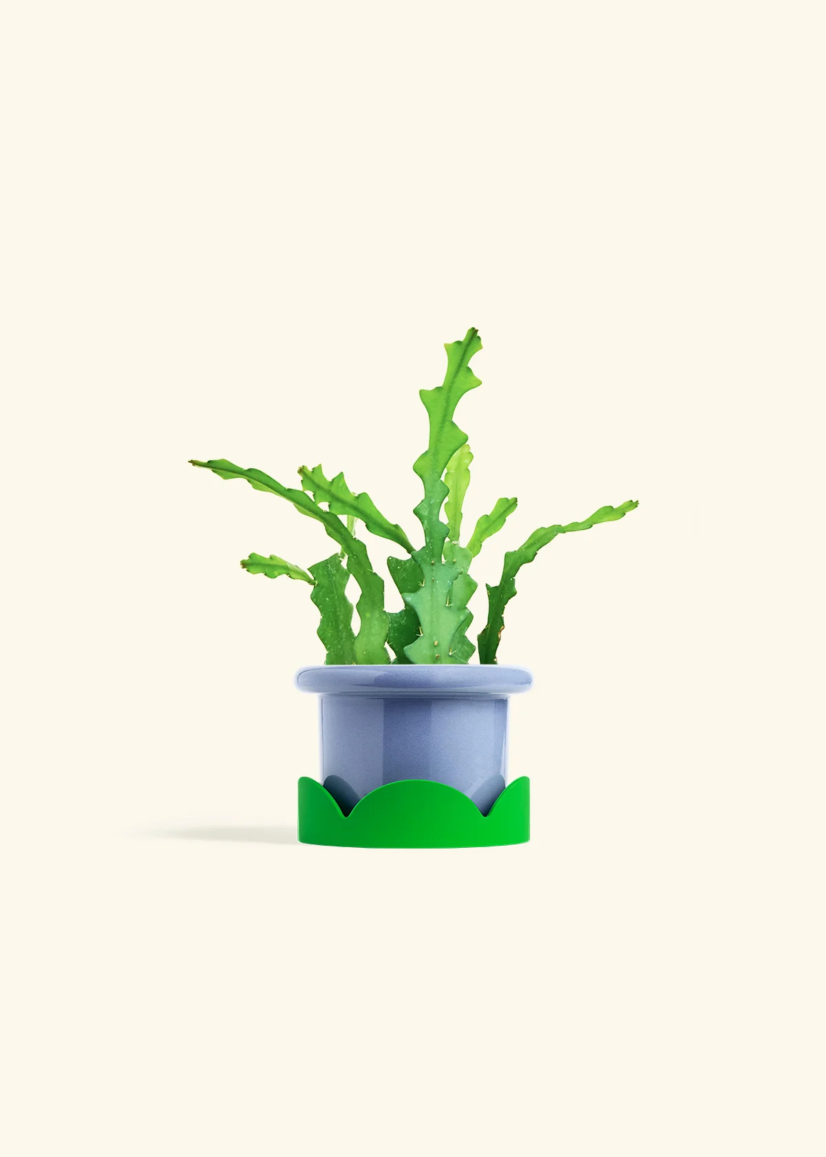 Fishbone Cactus - Image 17