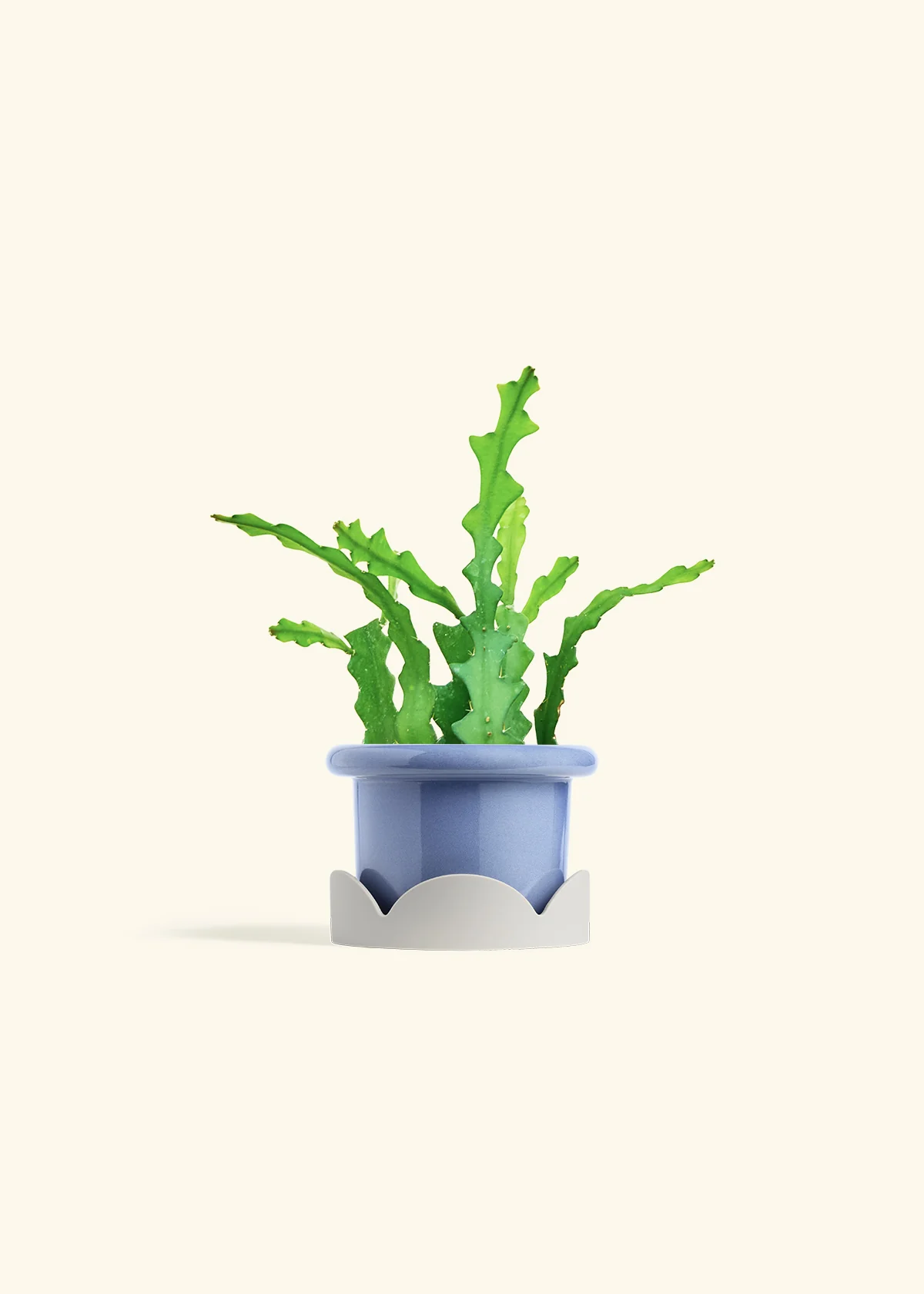 Fishbone Cactus - Image 18