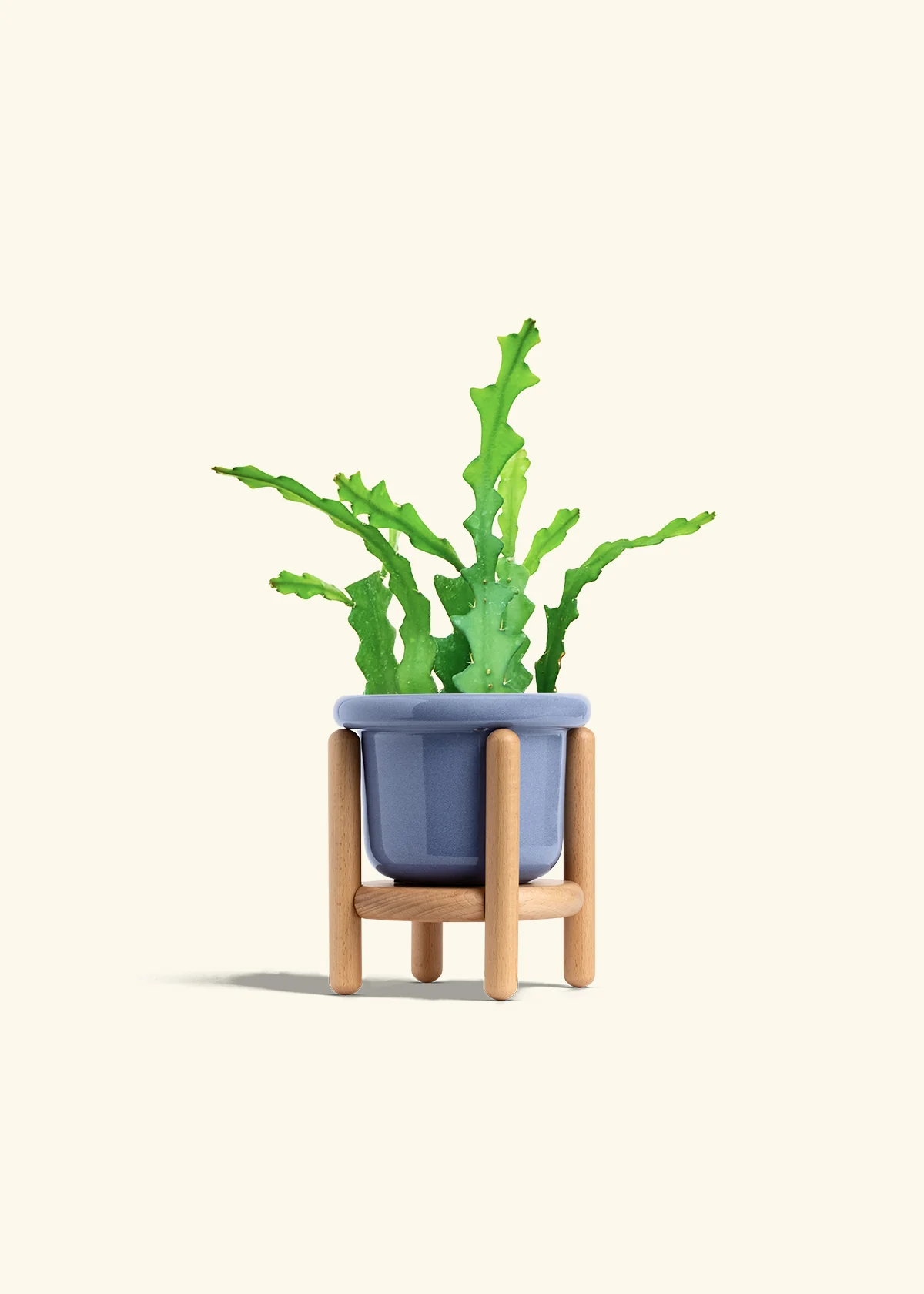 Fishbone Cactus - Image 19