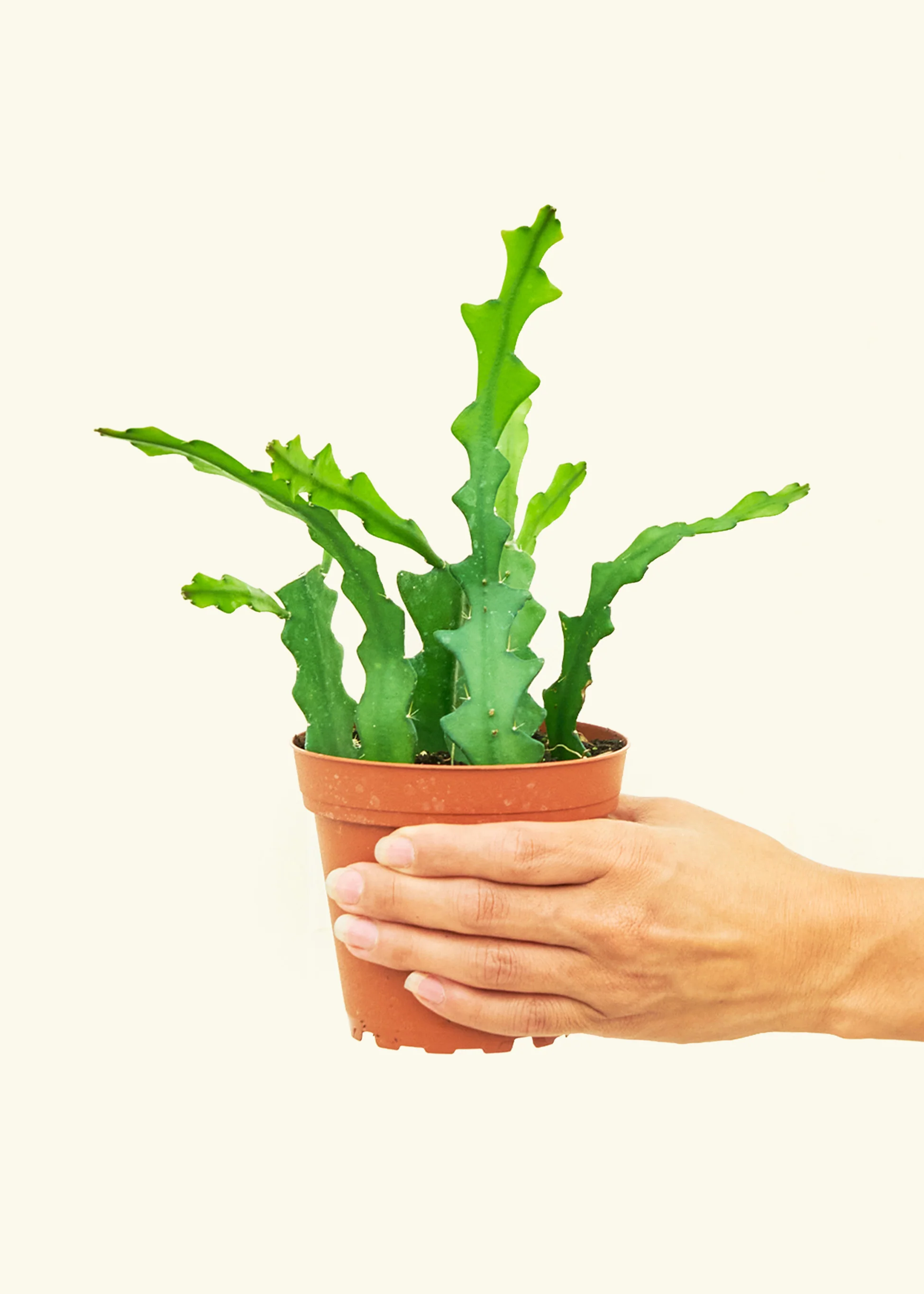 Fishbone Cactus - Image 2