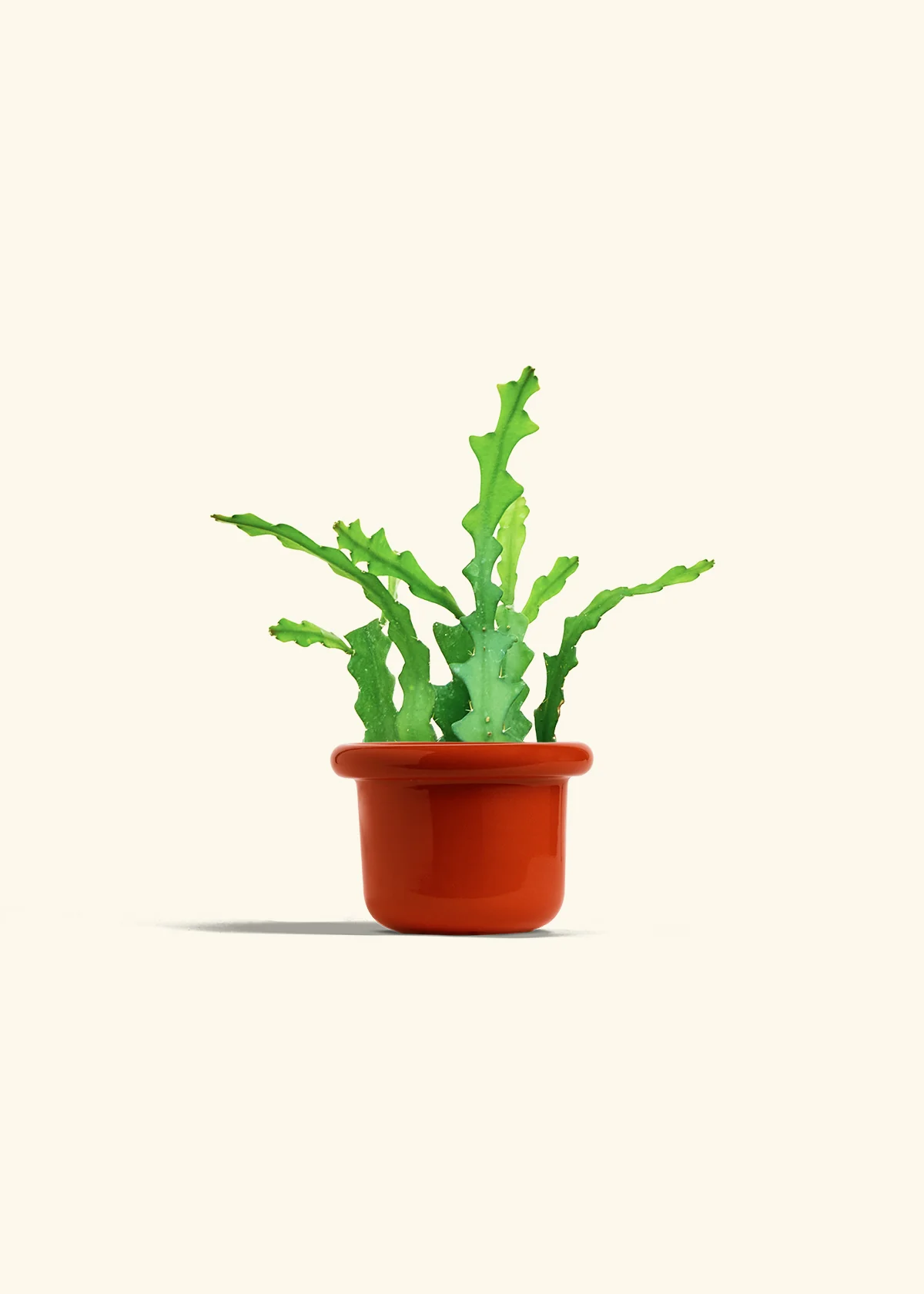 Fishbone Cactus - Image 20
