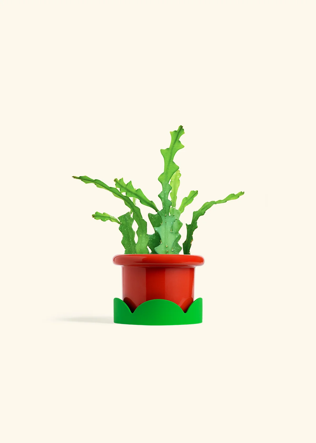 Fishbone Cactus - Image 21