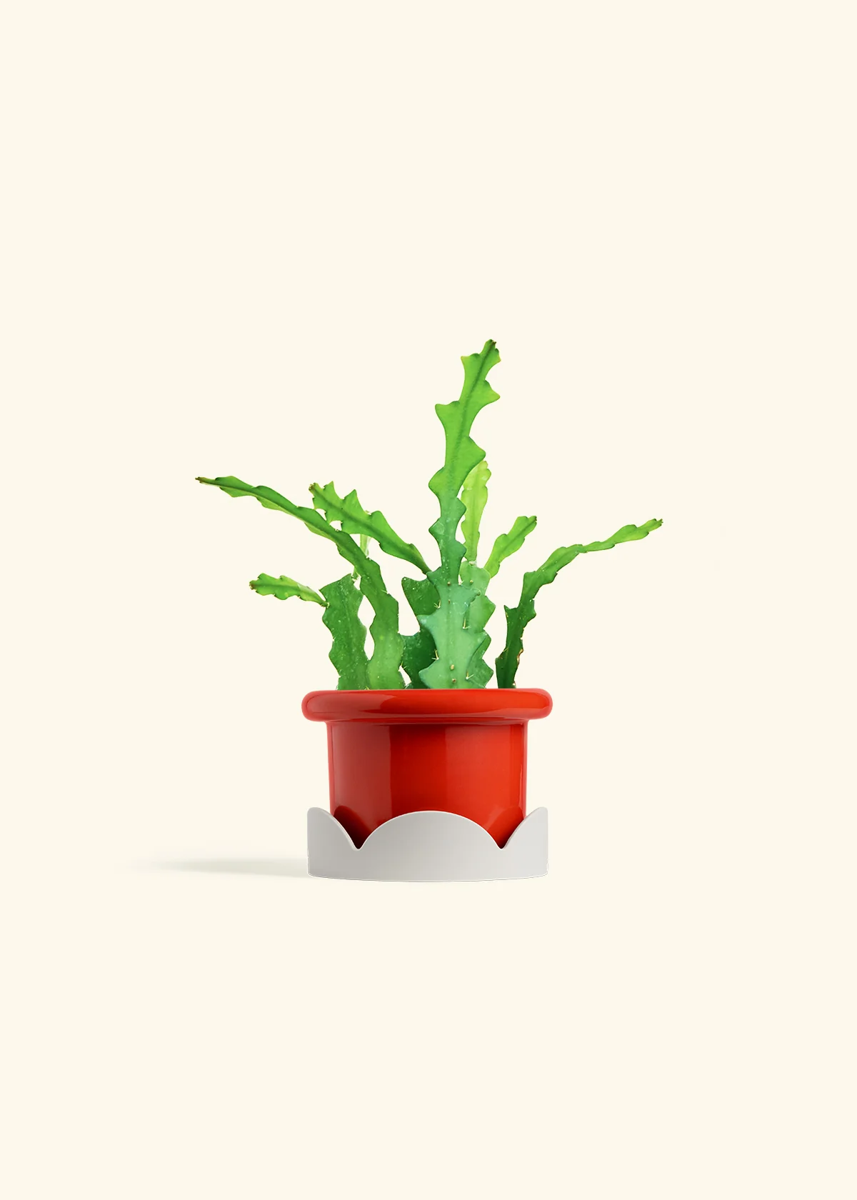 Fishbone Cactus - Image 22