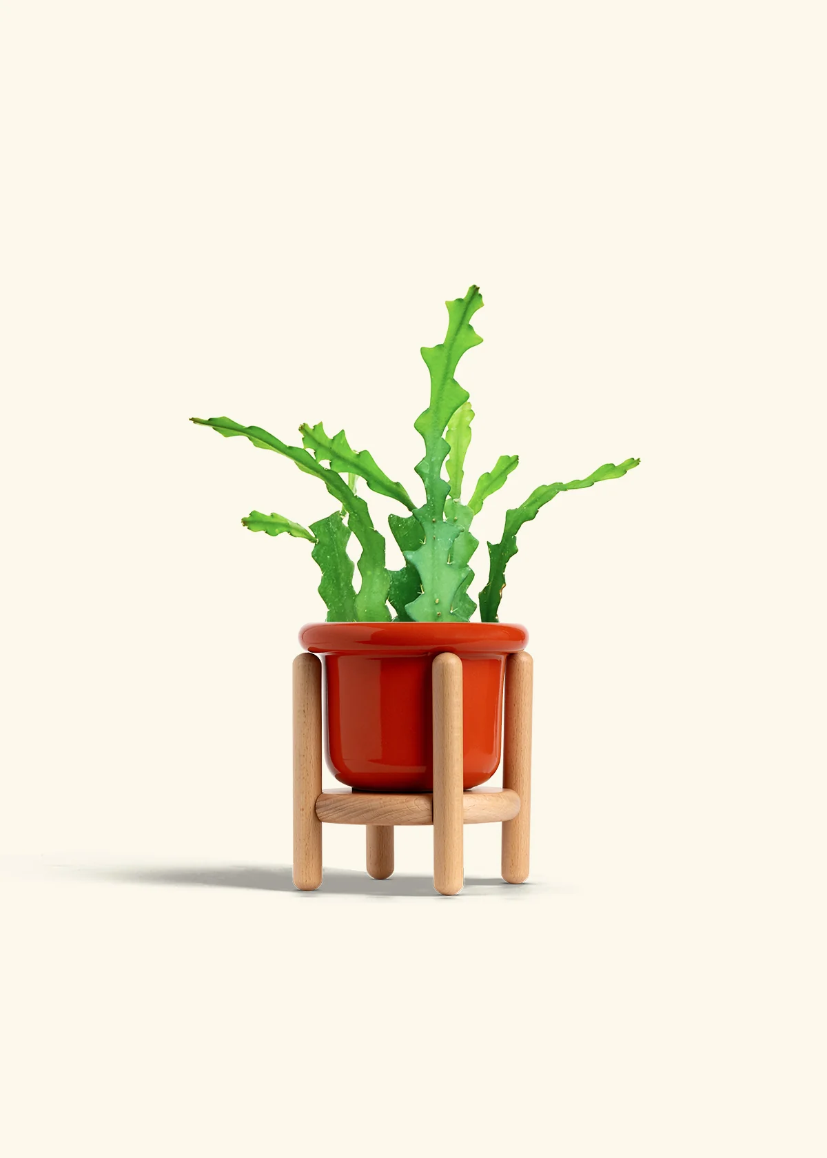 Fishbone Cactus - Image 23