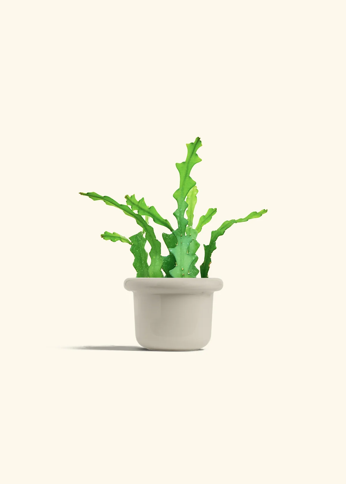 Fishbone Cactus - Image 24