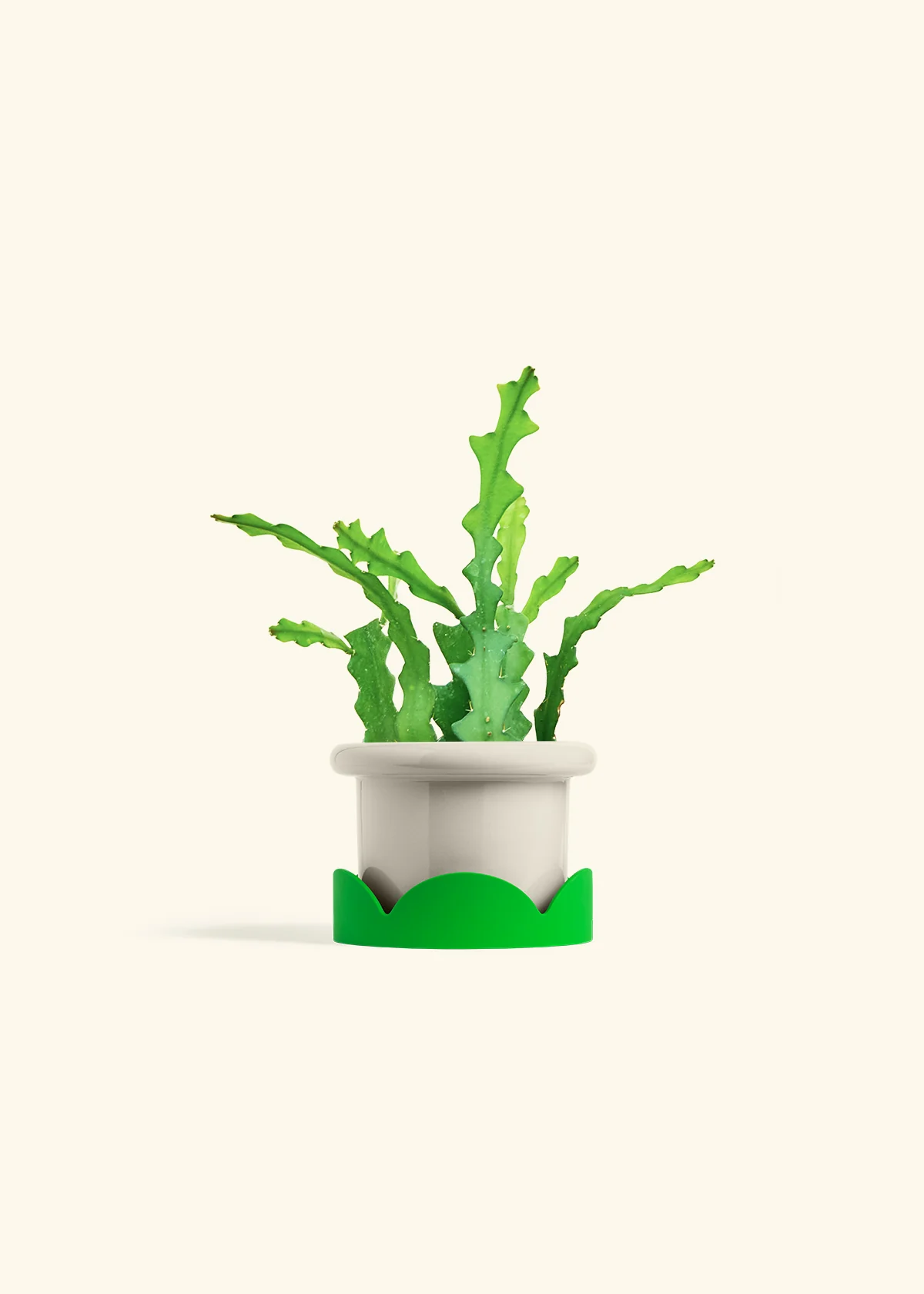 Fishbone Cactus - Image 25