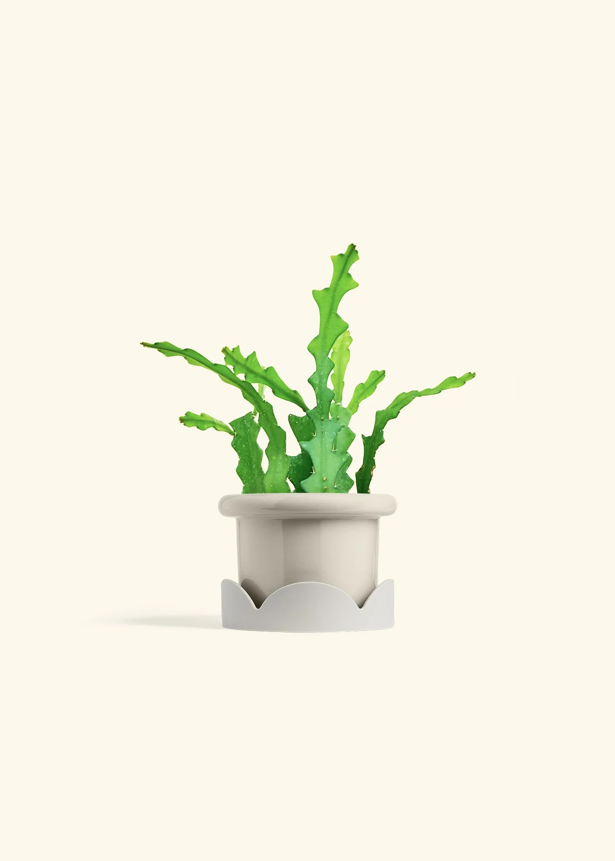 Fishbone Cactus - Image 26