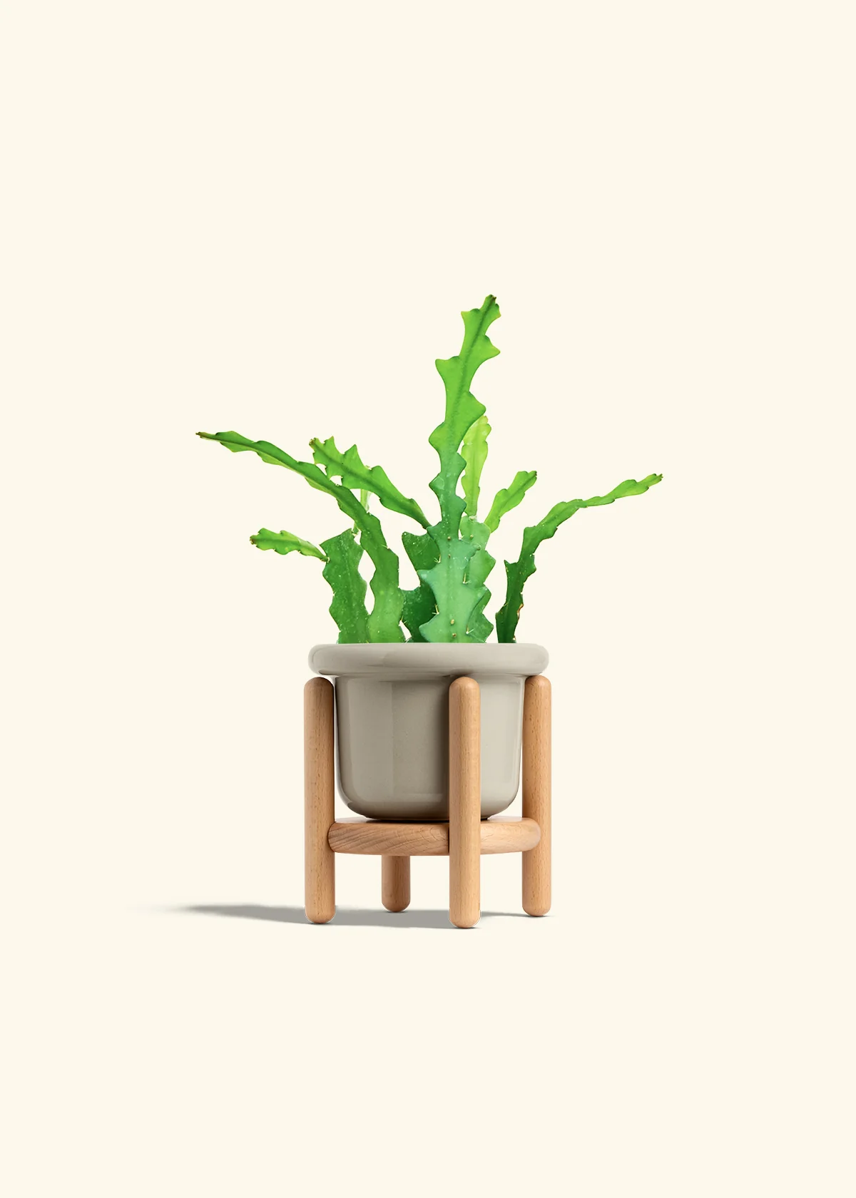 Fishbone Cactus - Image 27