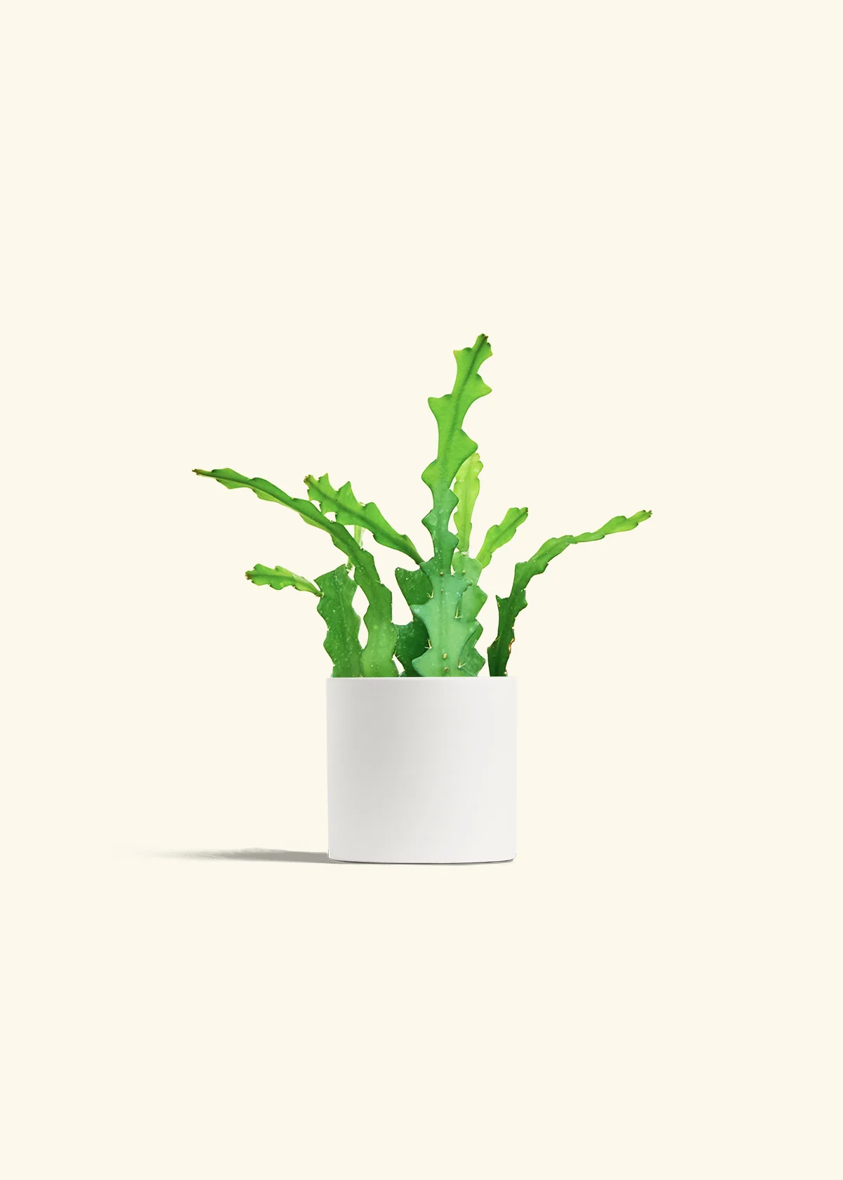Fishbone Cactus - Image 28
