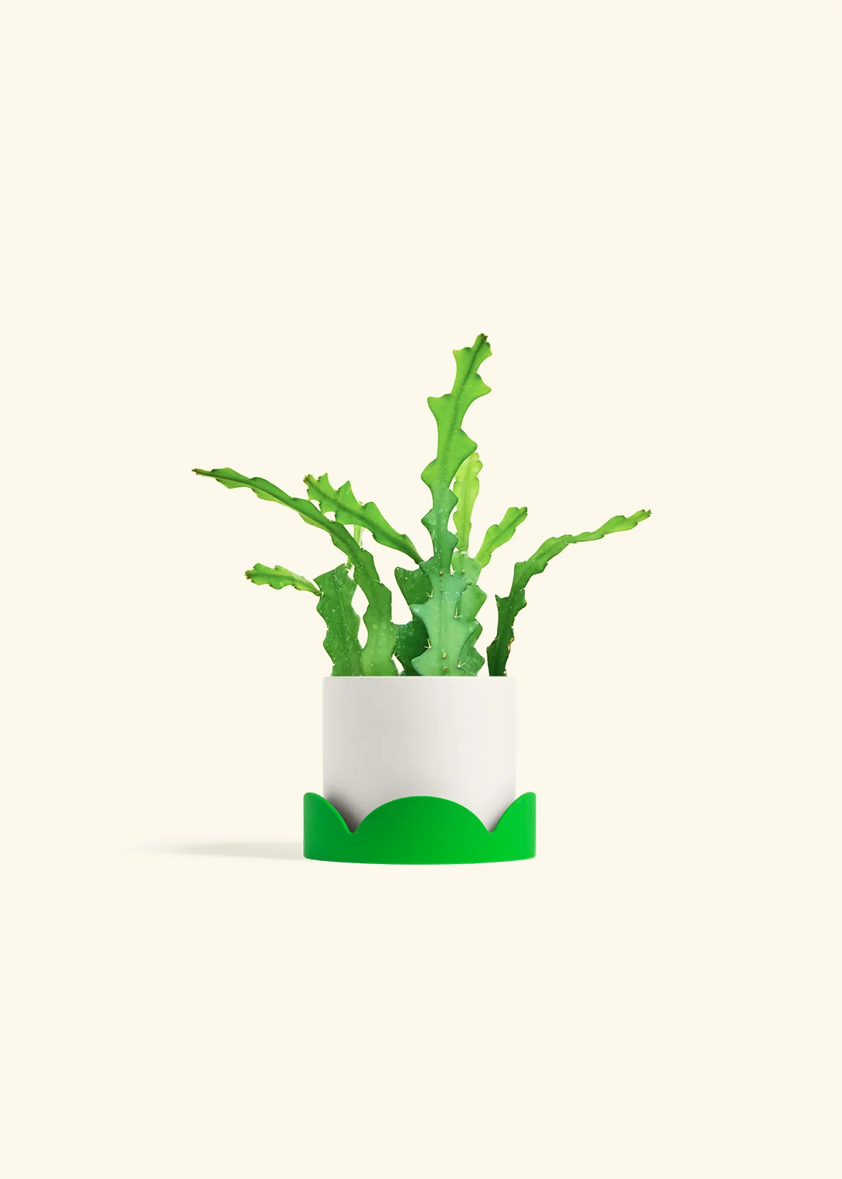 Fishbone Cactus - Image 29
