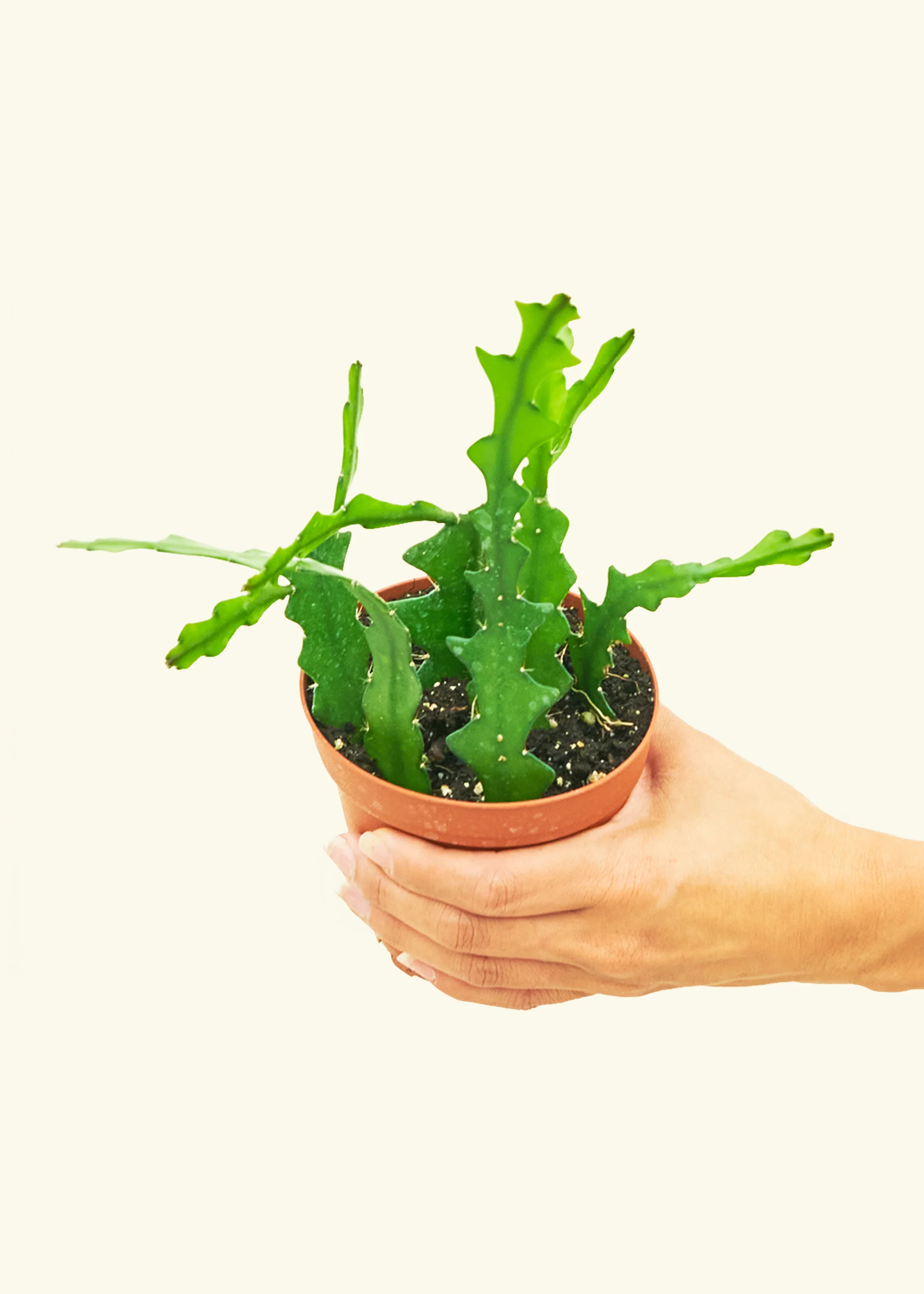 Fishbone Cactus - Image 3
