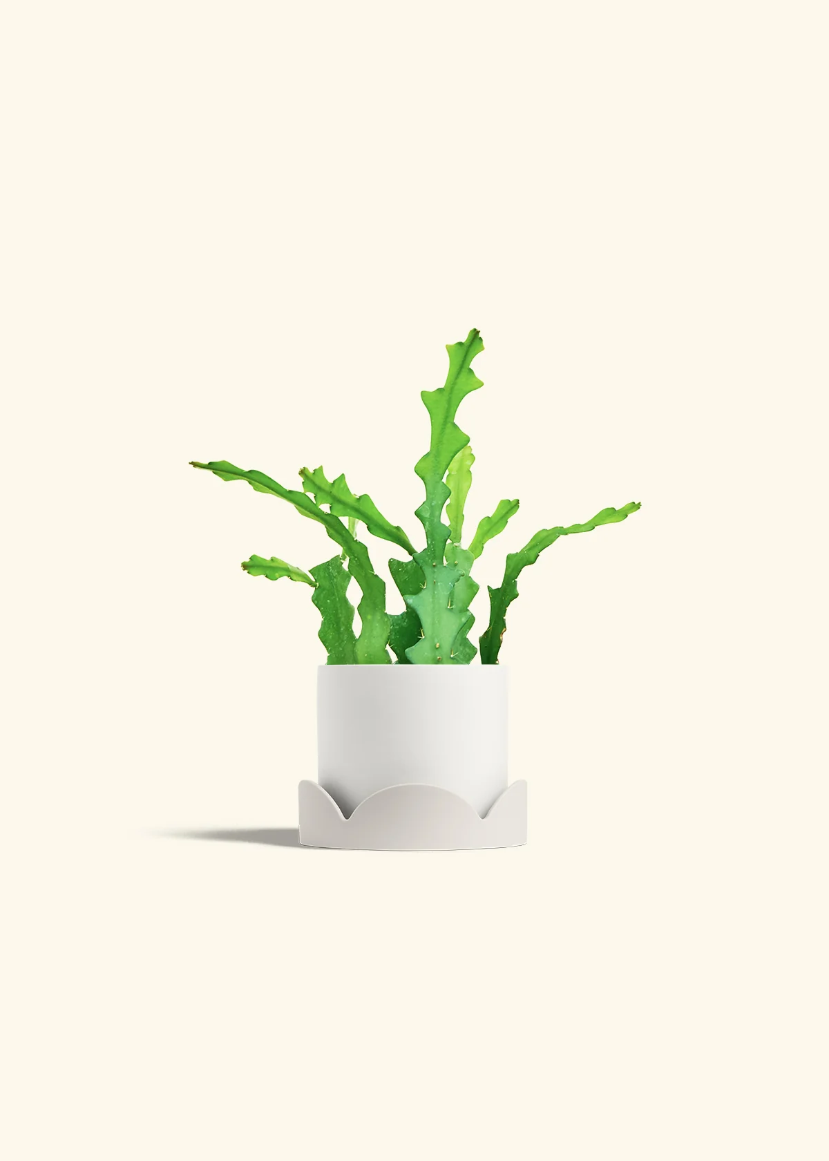 Fishbone Cactus - Image 30