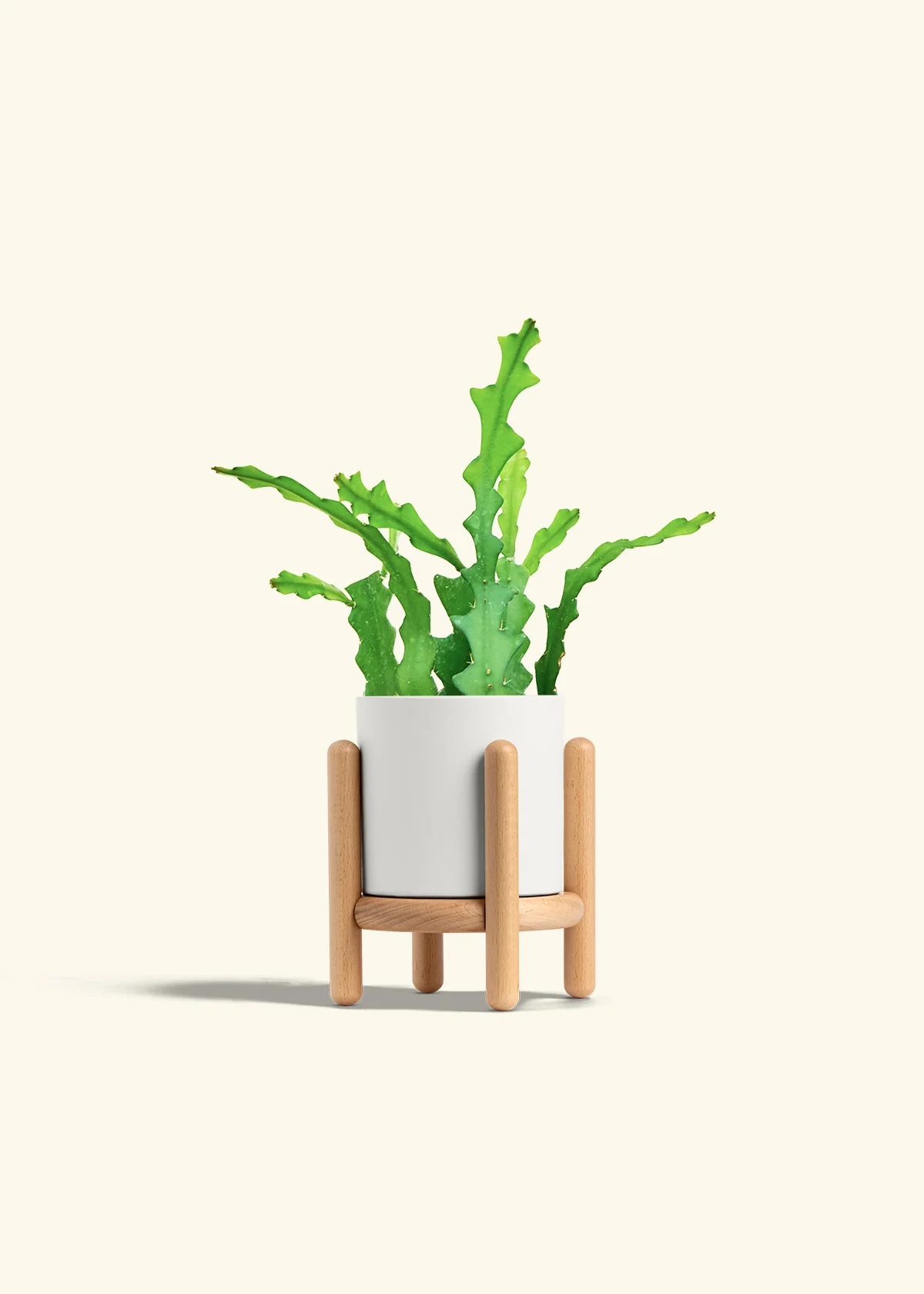 Fishbone Cactus - Image 31