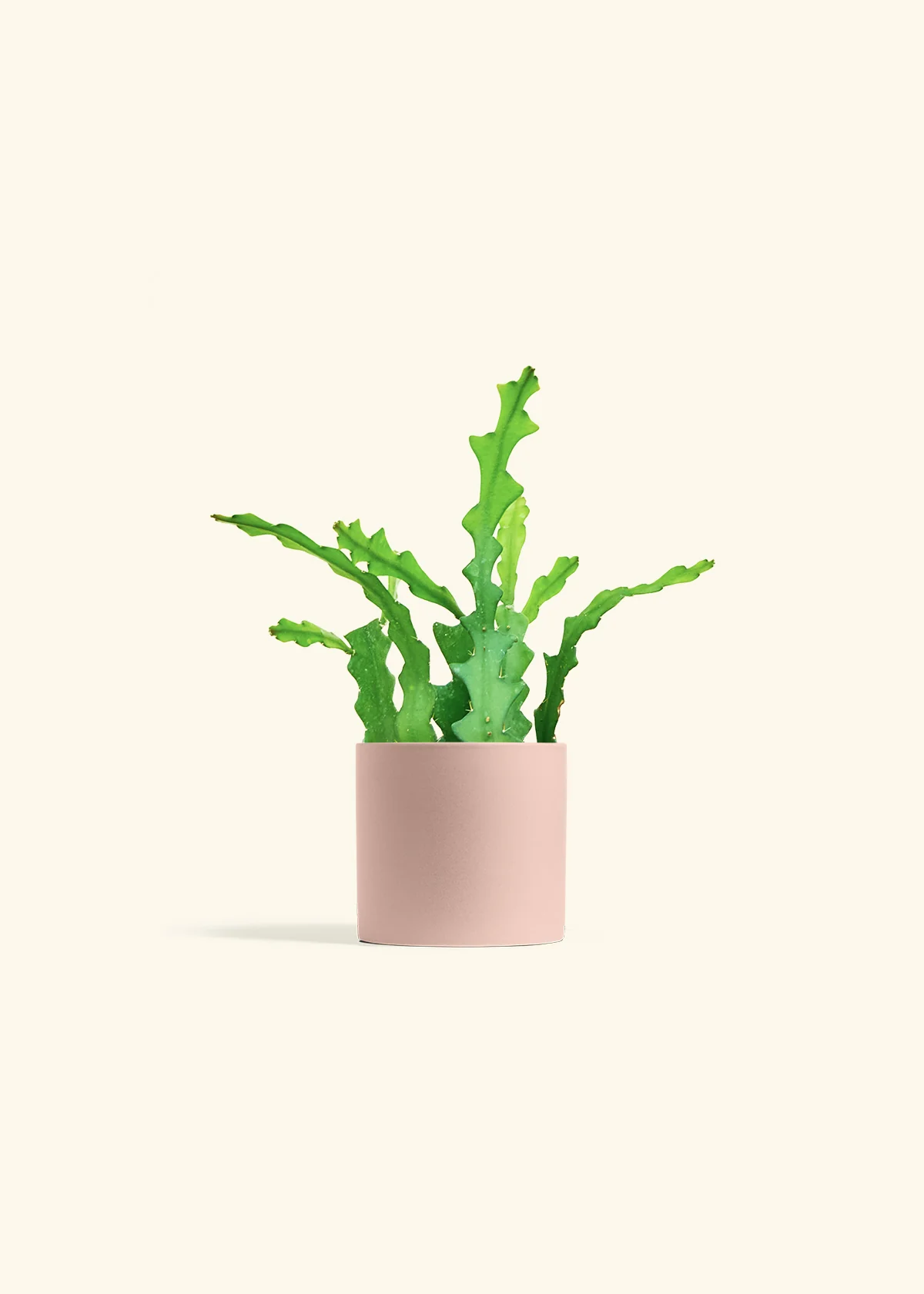 Fishbone Cactus - Image 32