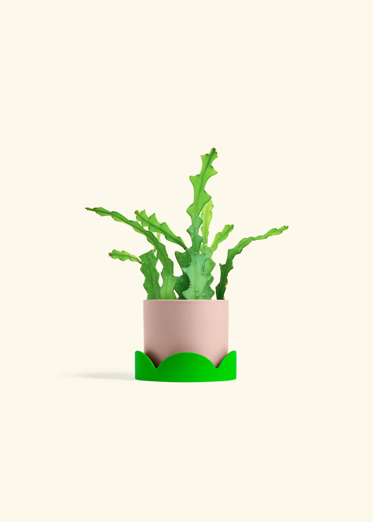 Fishbone Cactus - Image 33