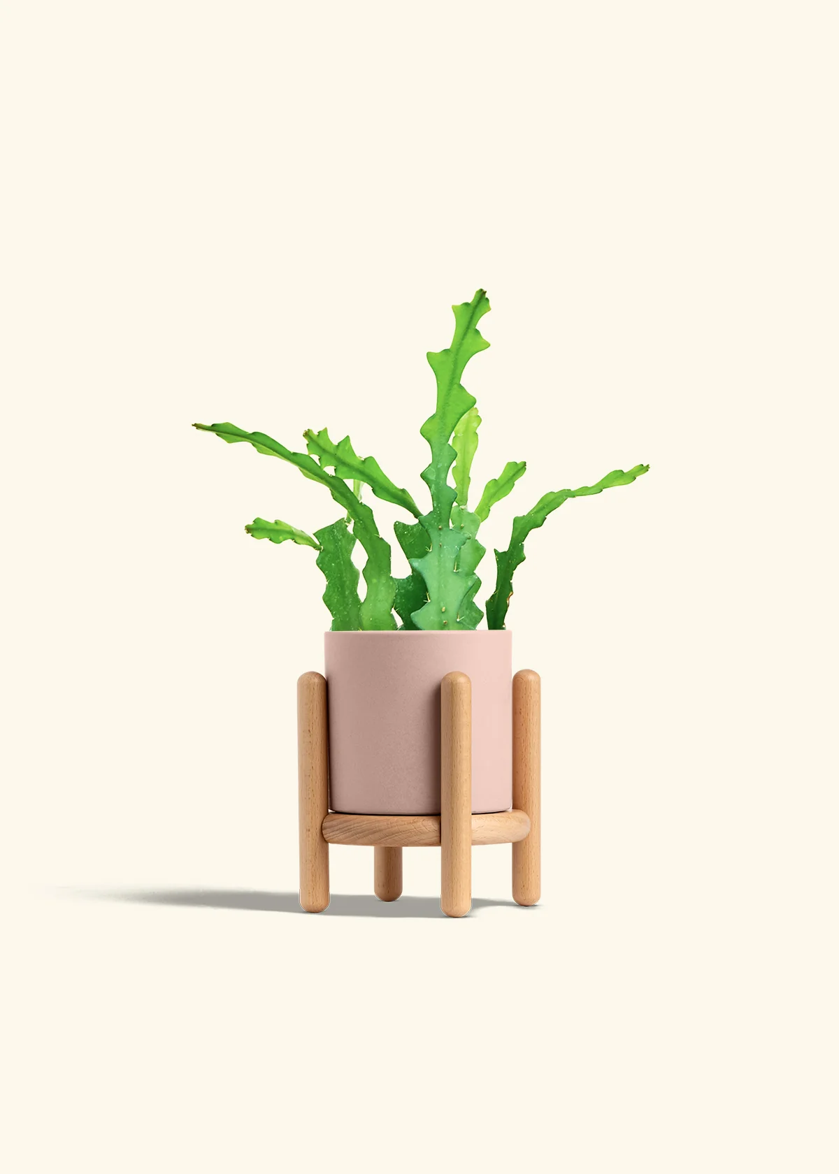 Fishbone Cactus - Image 35