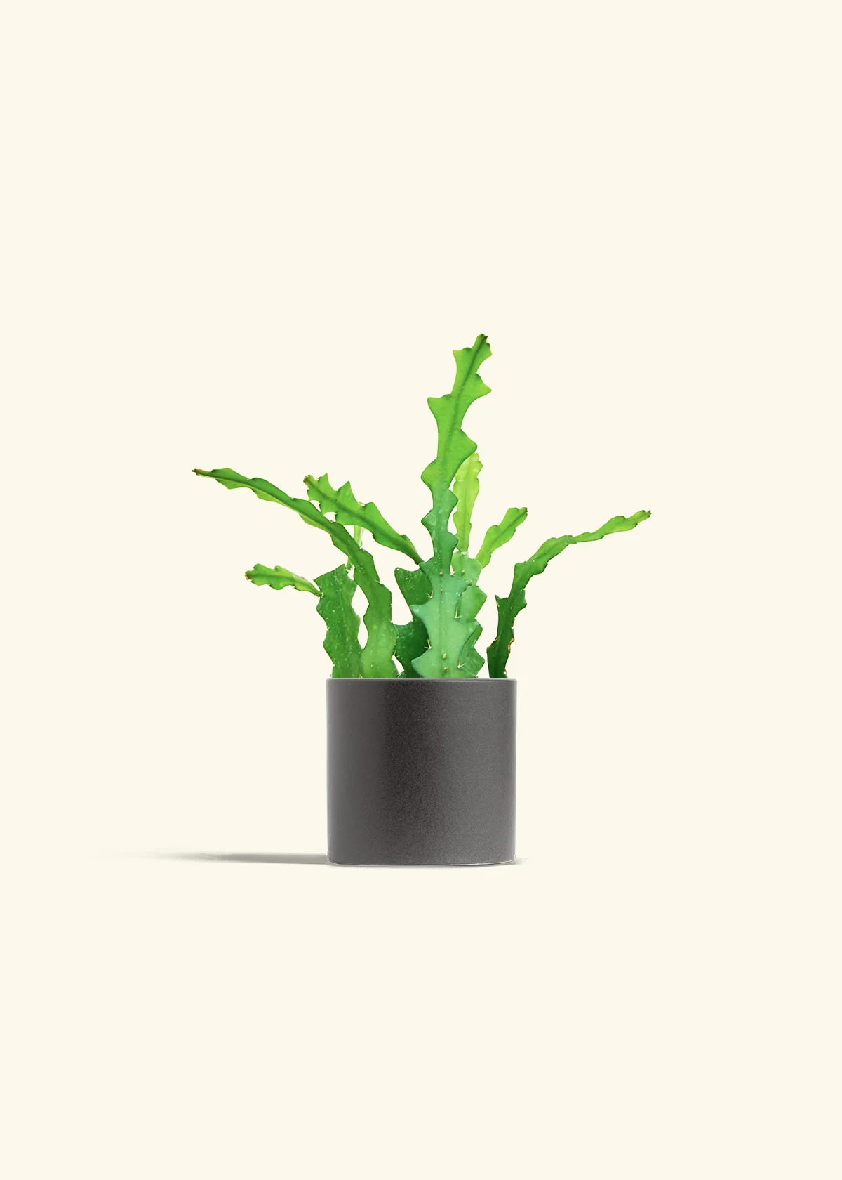 Fishbone Cactus - Image 36
