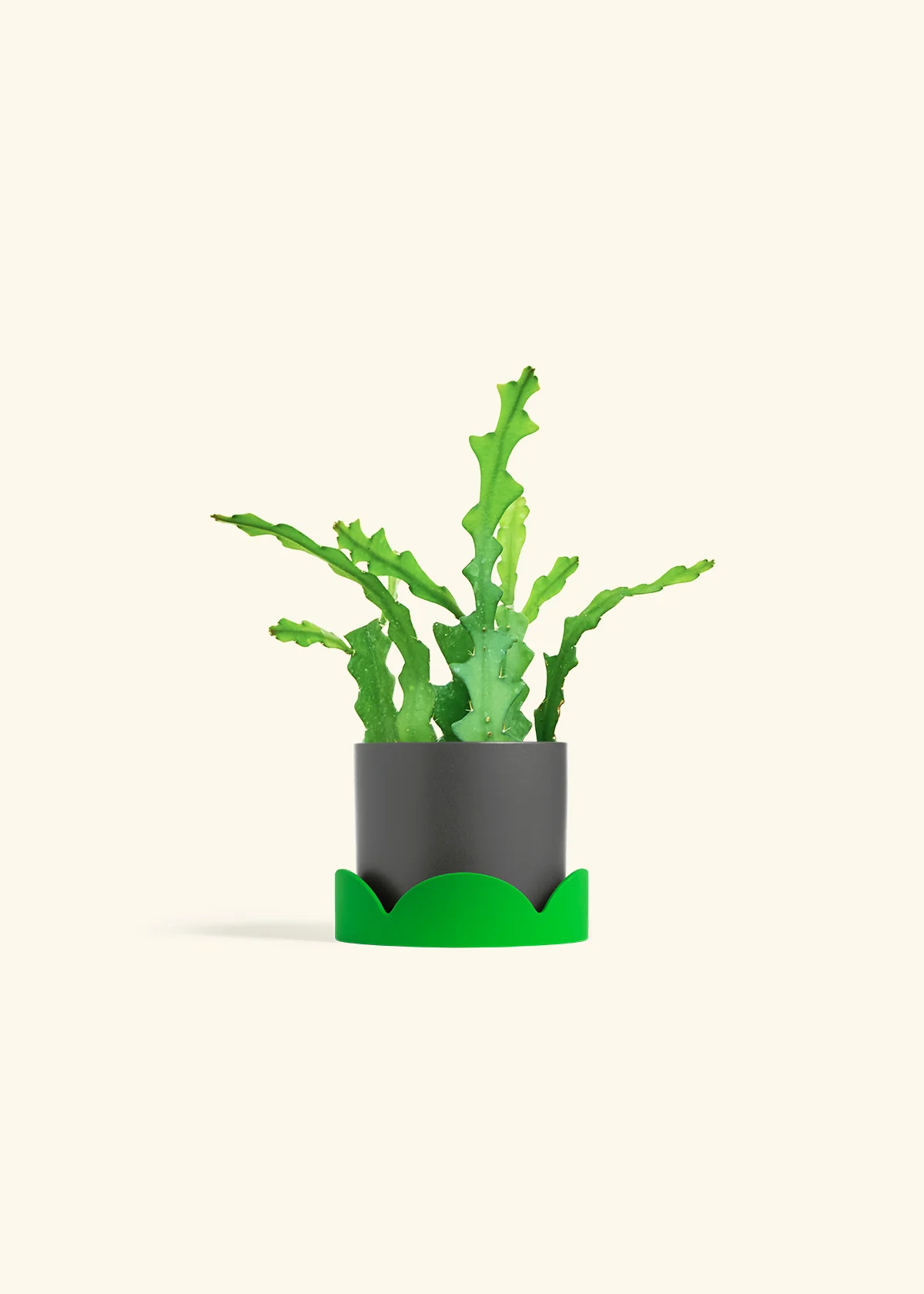Fishbone Cactus - Image 37