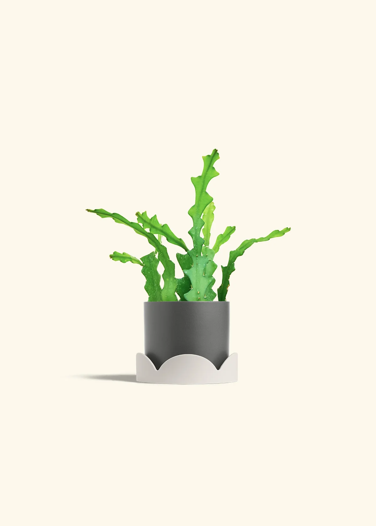 Fishbone Cactus - Image 38