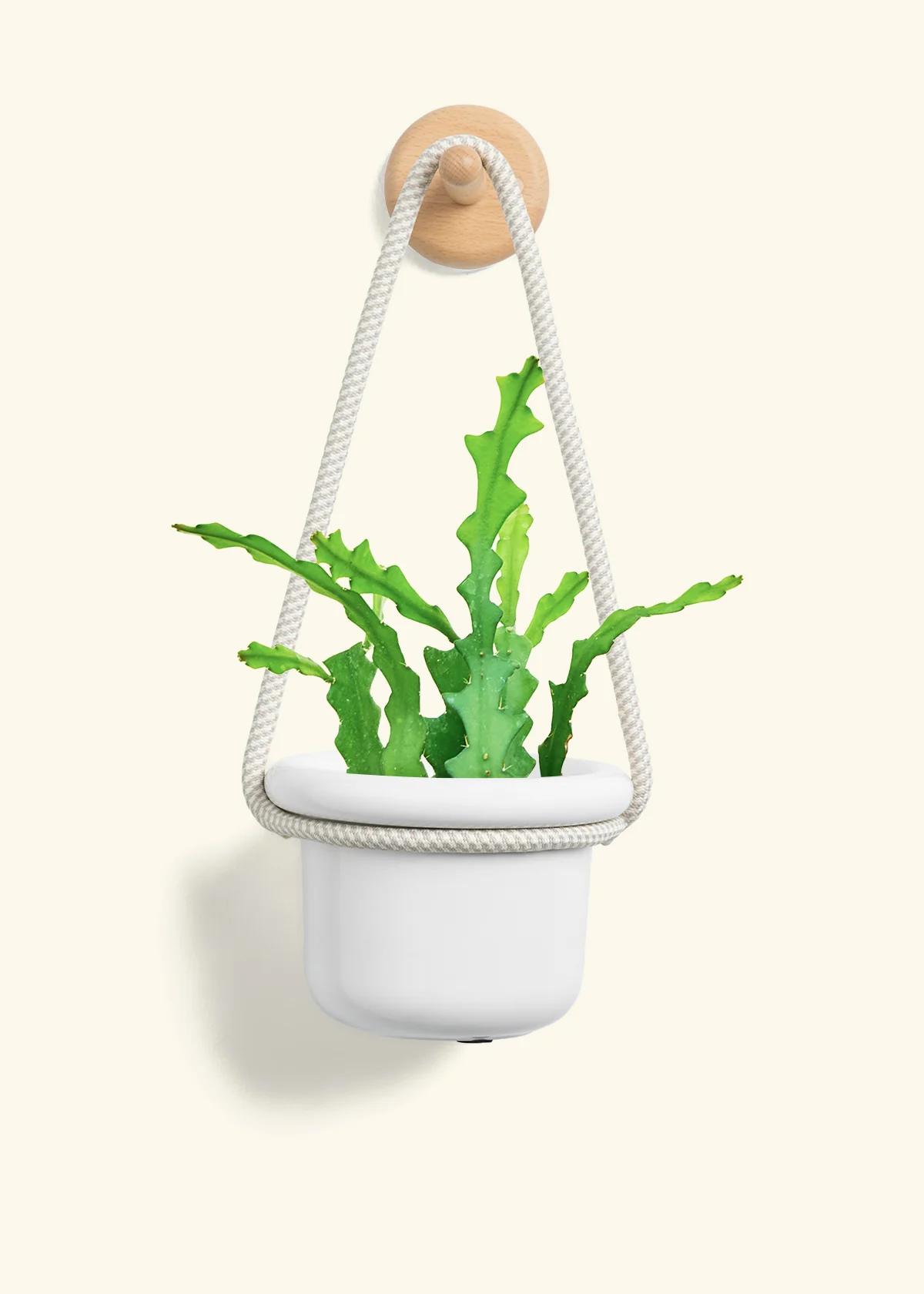 Fishbone Cactus - Image 4