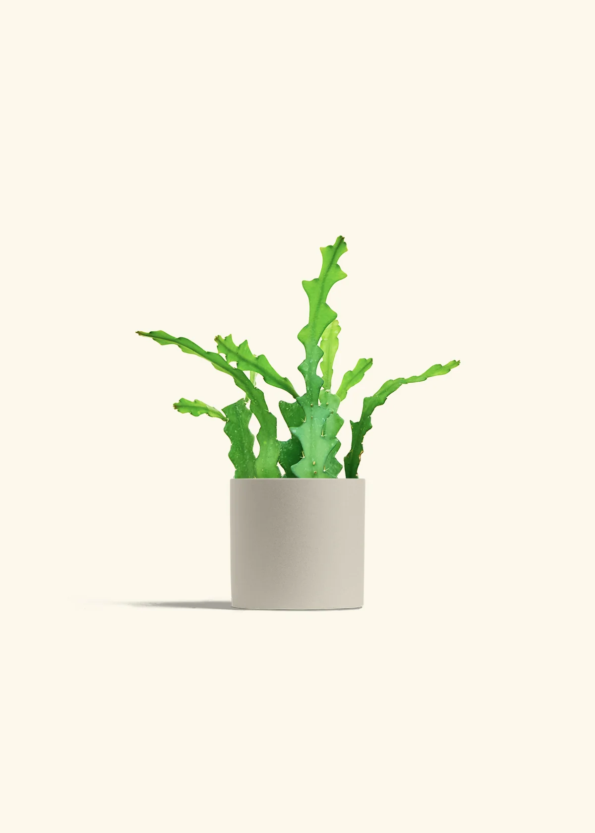 Fishbone Cactus - Image 40
