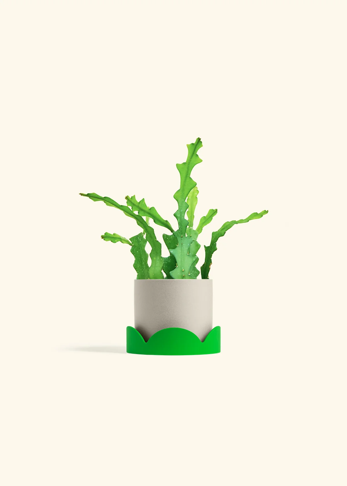 Fishbone Cactus - Image 41