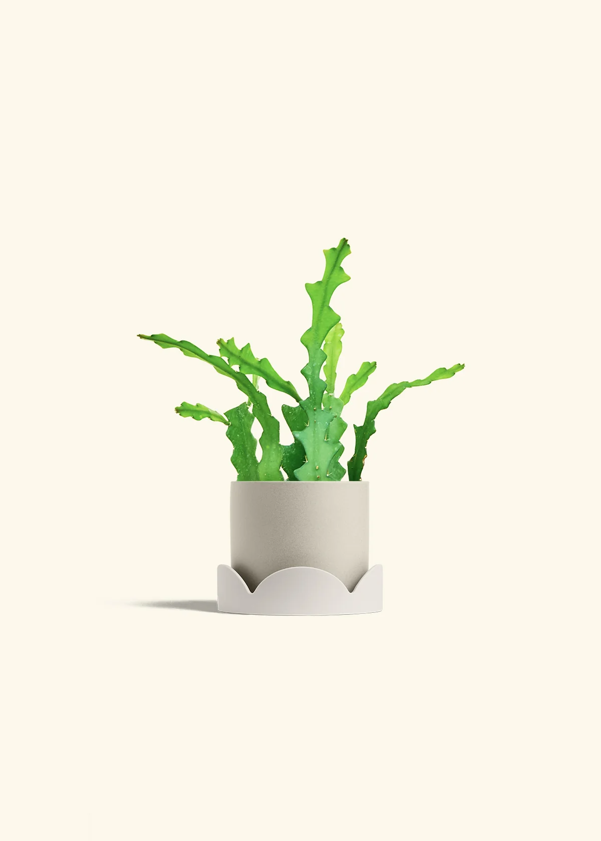 Fishbone Cactus - Image 42