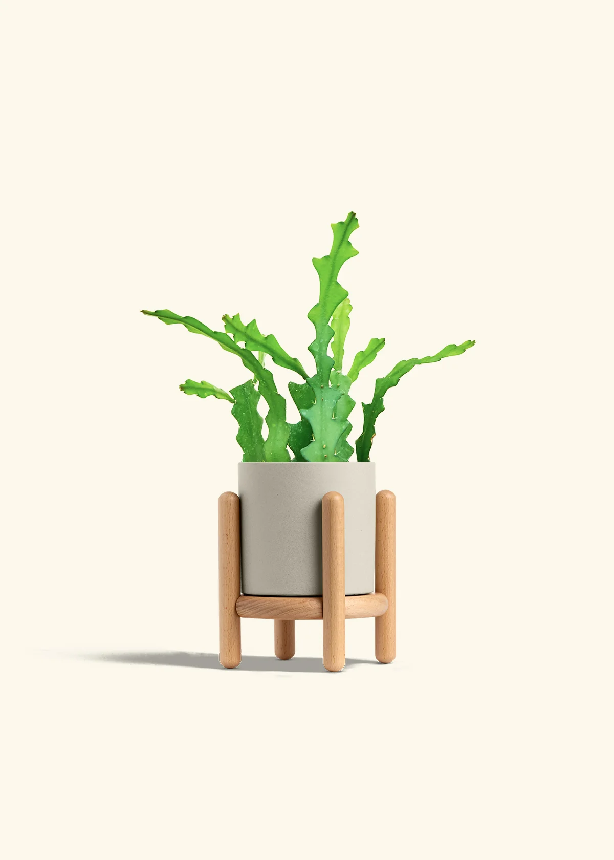 Fishbone Cactus - Image 43