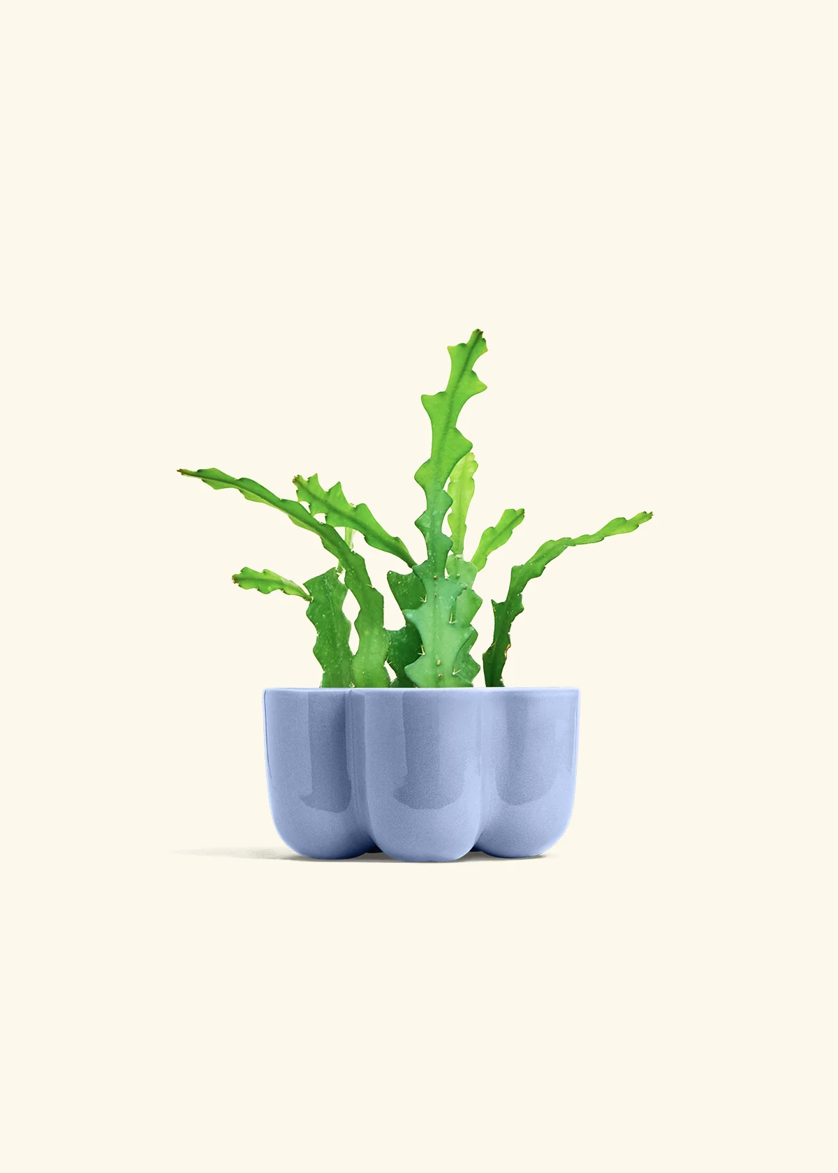 Fishbone Cactus - Image 44
