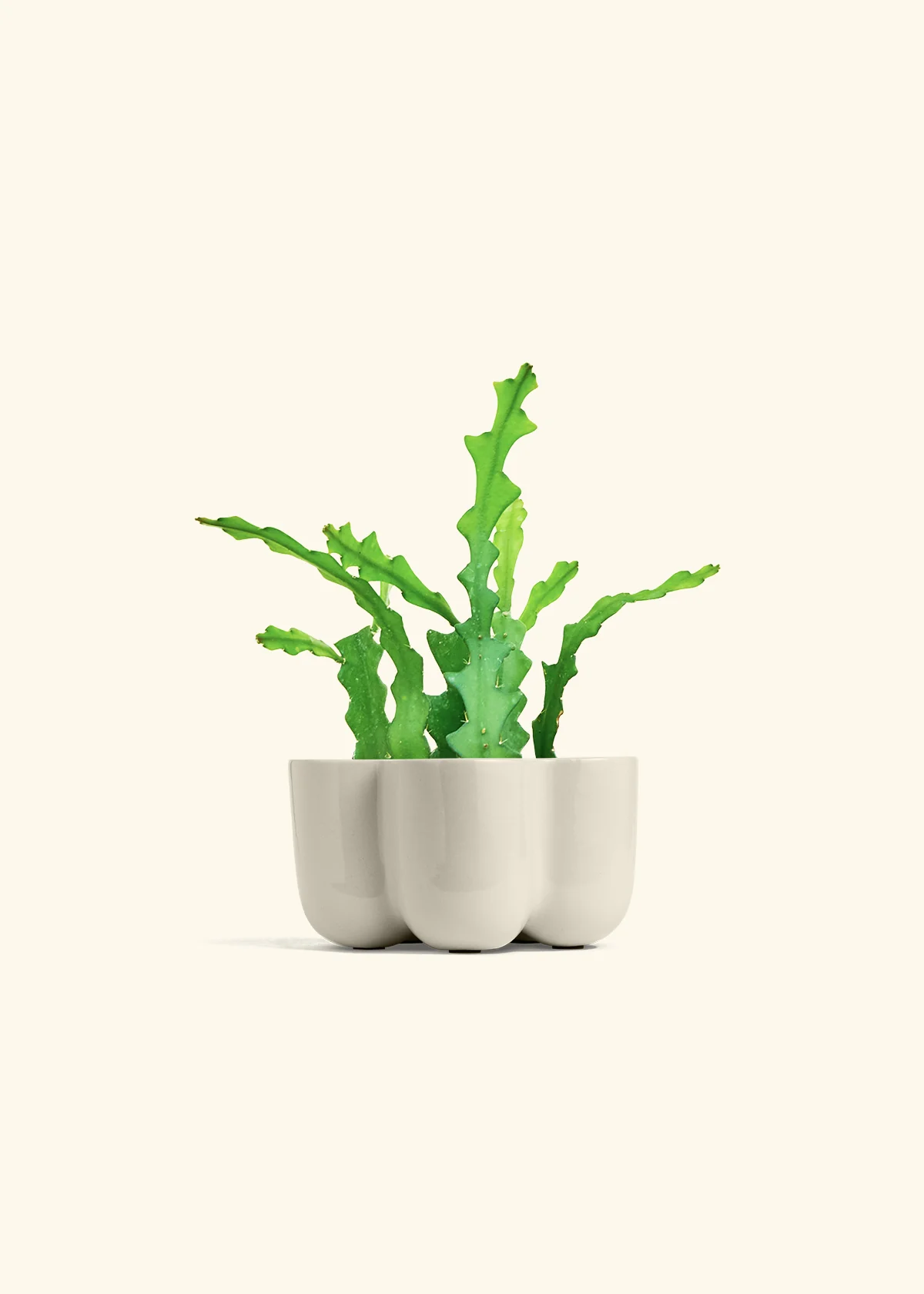 Fishbone Cactus - Image 45