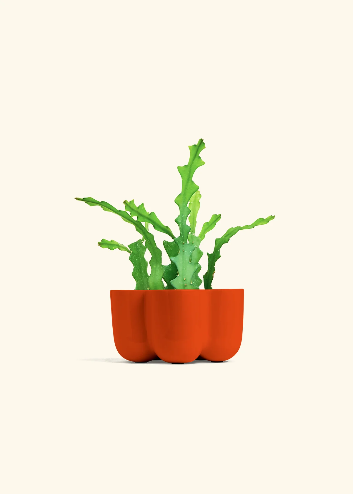 Fishbone Cactus - Image 46