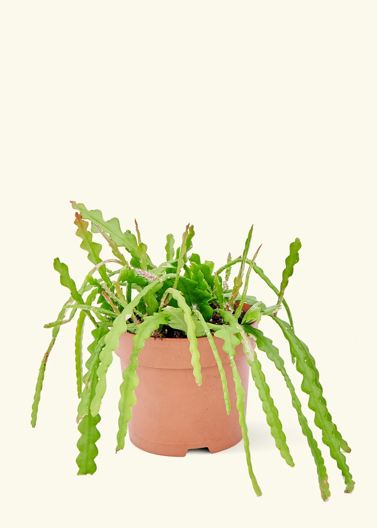 Fishbone Cactus - Image 47