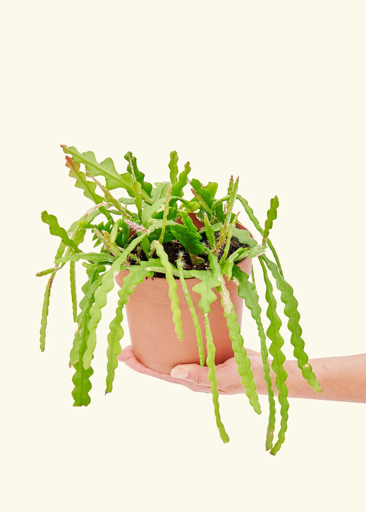 Fishbone Cactus - Image 48